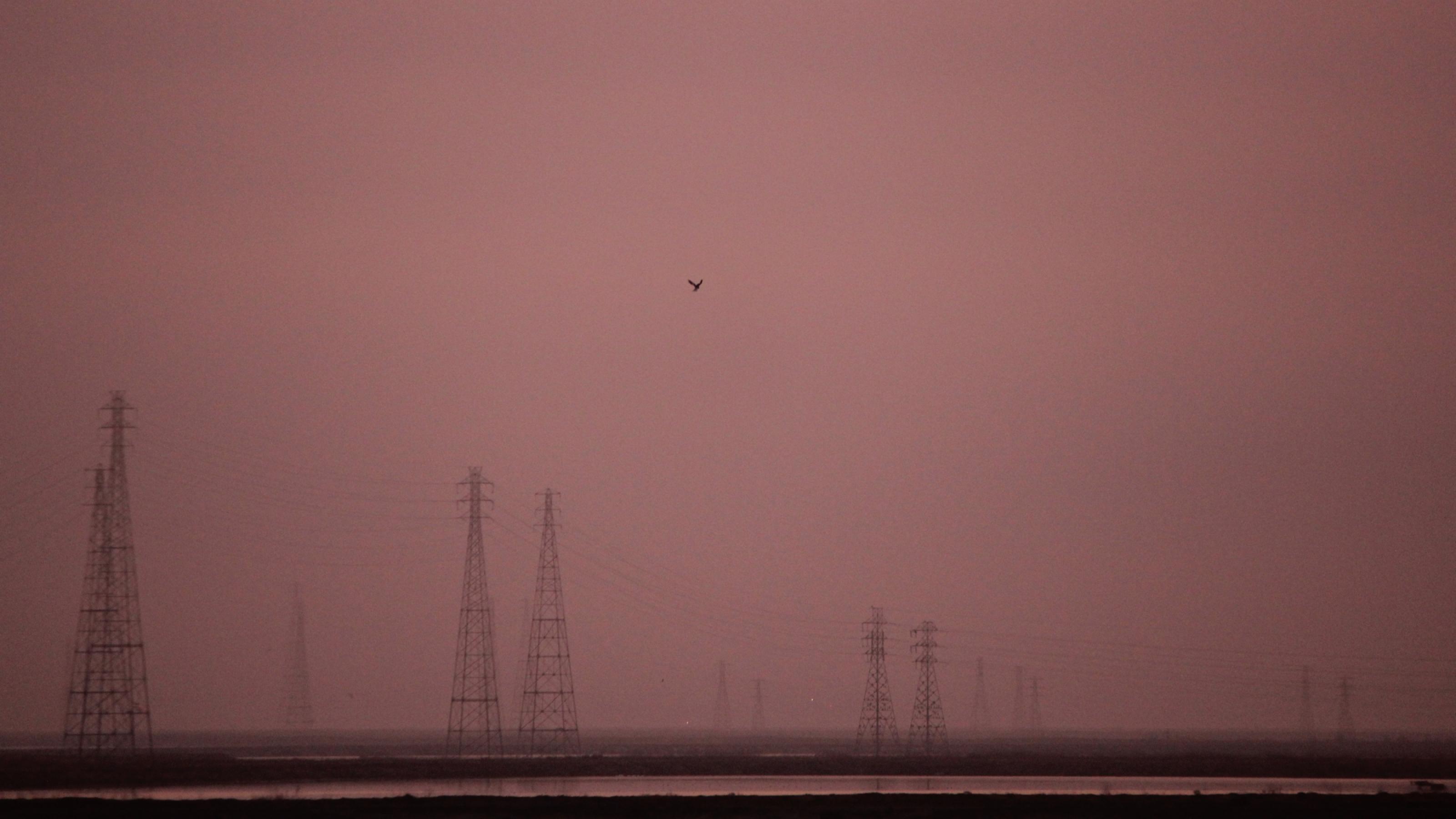 Das Bild zeigt eine in Himmelsrot getauchte Landschaft in der Bucht von San Francisco, unweit des Google-Hauptquartiers. Ein Vogel – ein Weißschwanzgleitaar – schwebt am Himmel über dem Baylands Nature Preserve, im Hintergrund sind Strommasten zu sehen.