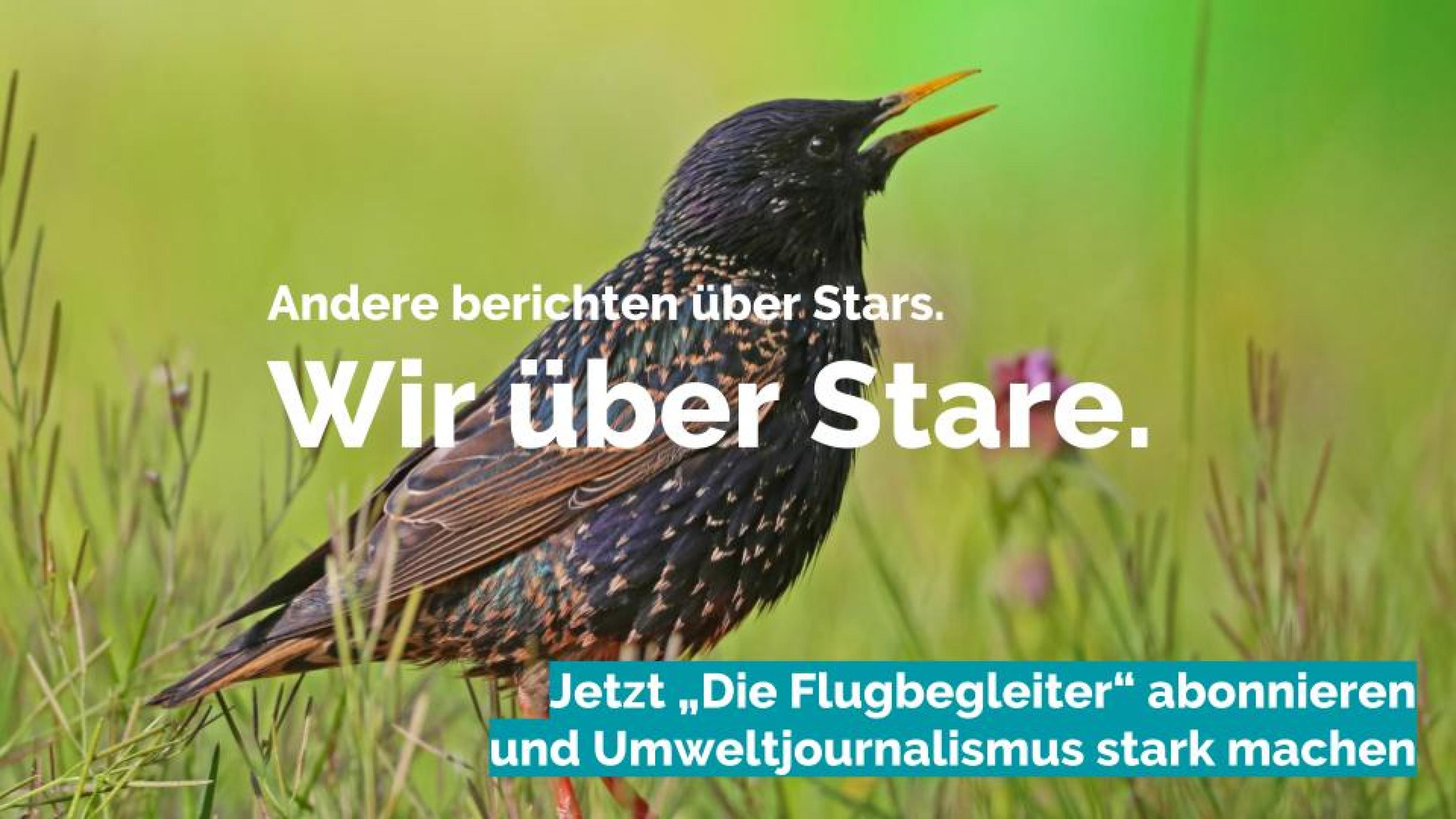 Bild eines Stars. Darüber steht geschrieben „Andere berichten über Stars. Wir über Stare.“ und „Jetzt “Die Flugbegleiter" abonnieren und Umweltjournalismus stark machen".