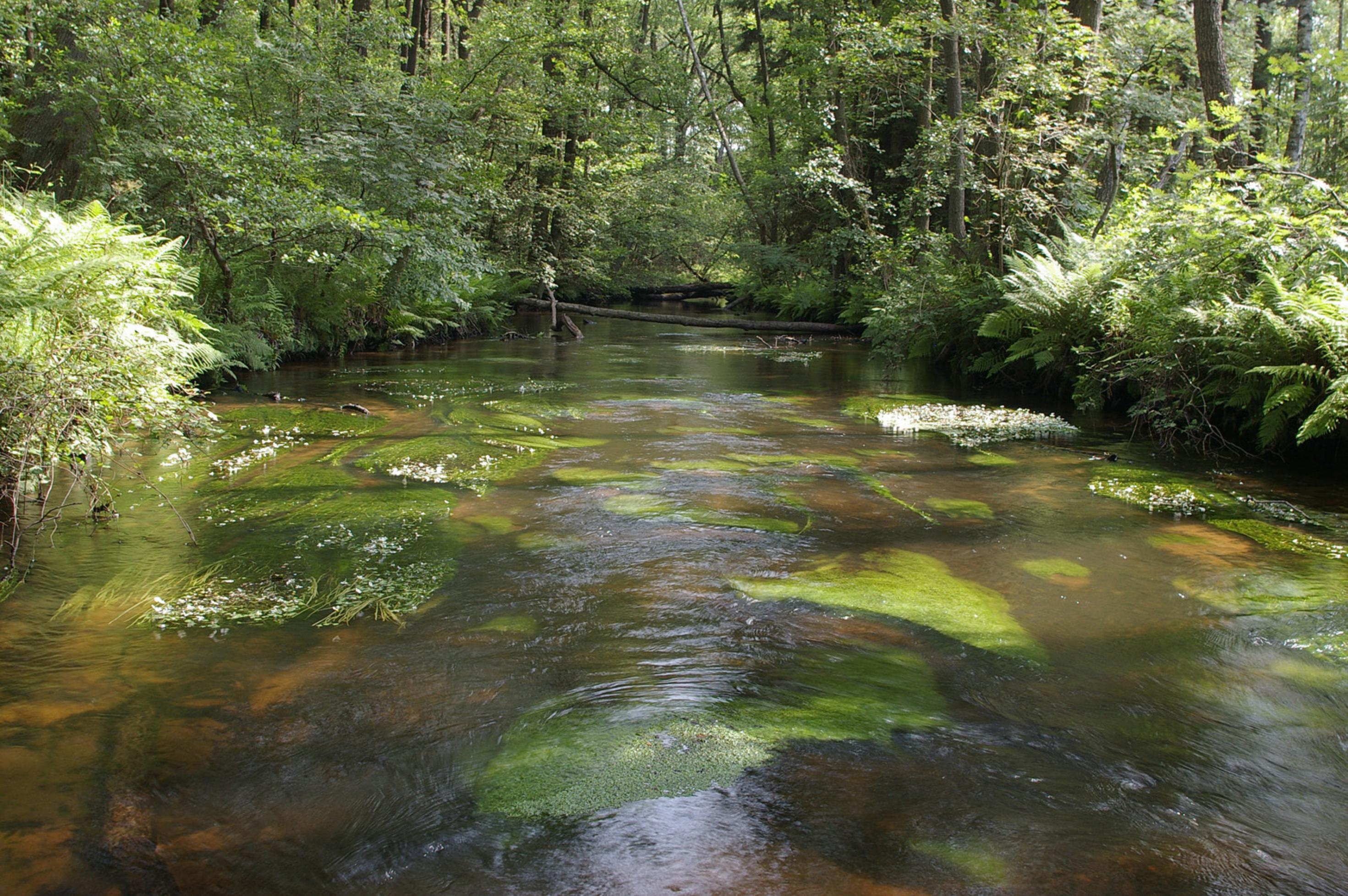 Die Lutter, ein Bach in der Nähe von Celle, fließt auf weite Strecken durch einen Wald. Sie wurde ab den 1980er Jahren auf ganzer Strecke renaturiert, mitsamt ihrer Zuflüsse