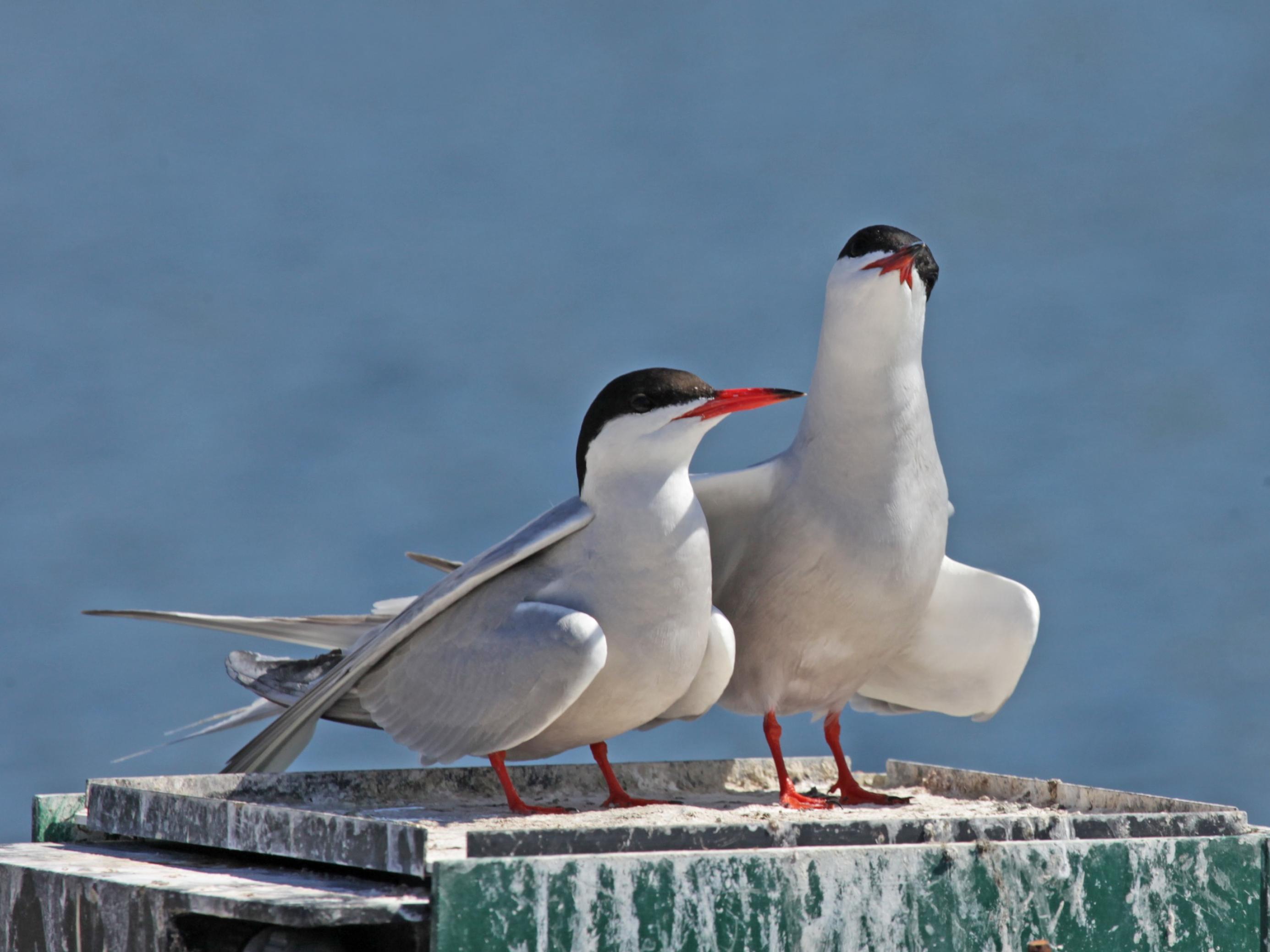 Ein Paar der eleganten Vögel sitzt auf einer kleinen künstlichen Insel.
