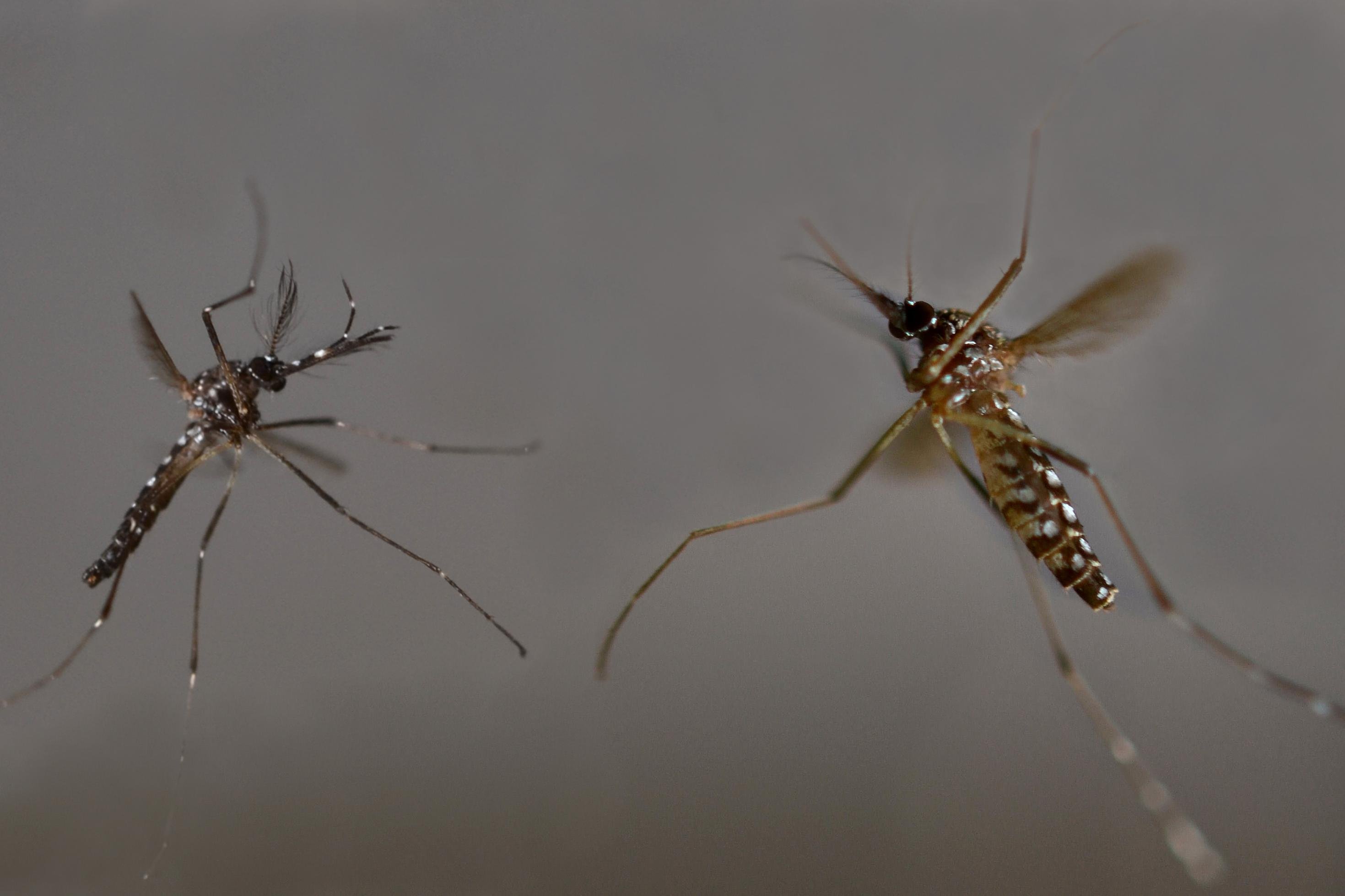 Zwei fliegende Mücken sind im Detail zu erkennen, Männchen und Weibchen der aedes aegypti