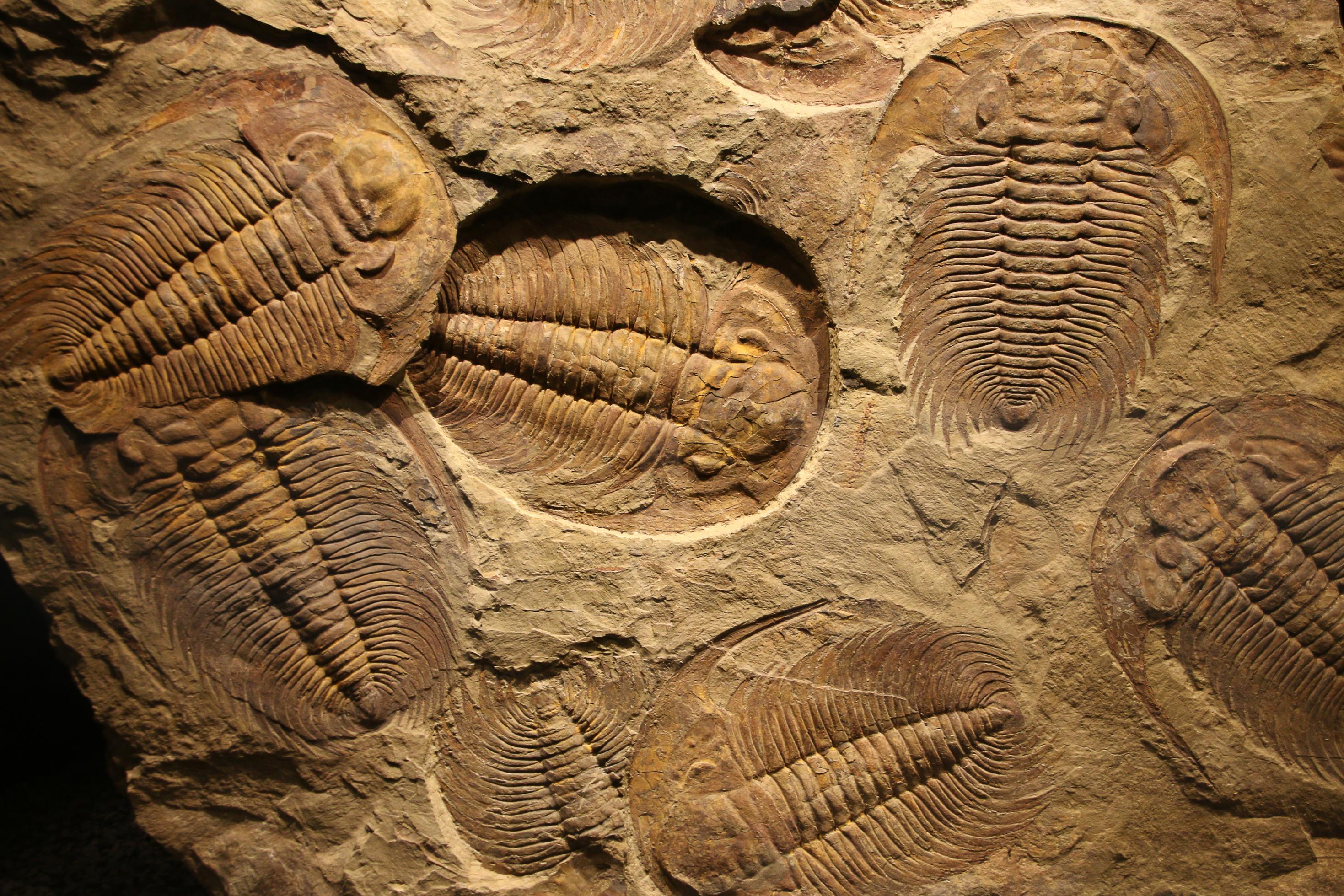 Mehrere versteinerte Trilobiten; sie ähneln im Aussehen Kellerasseln.