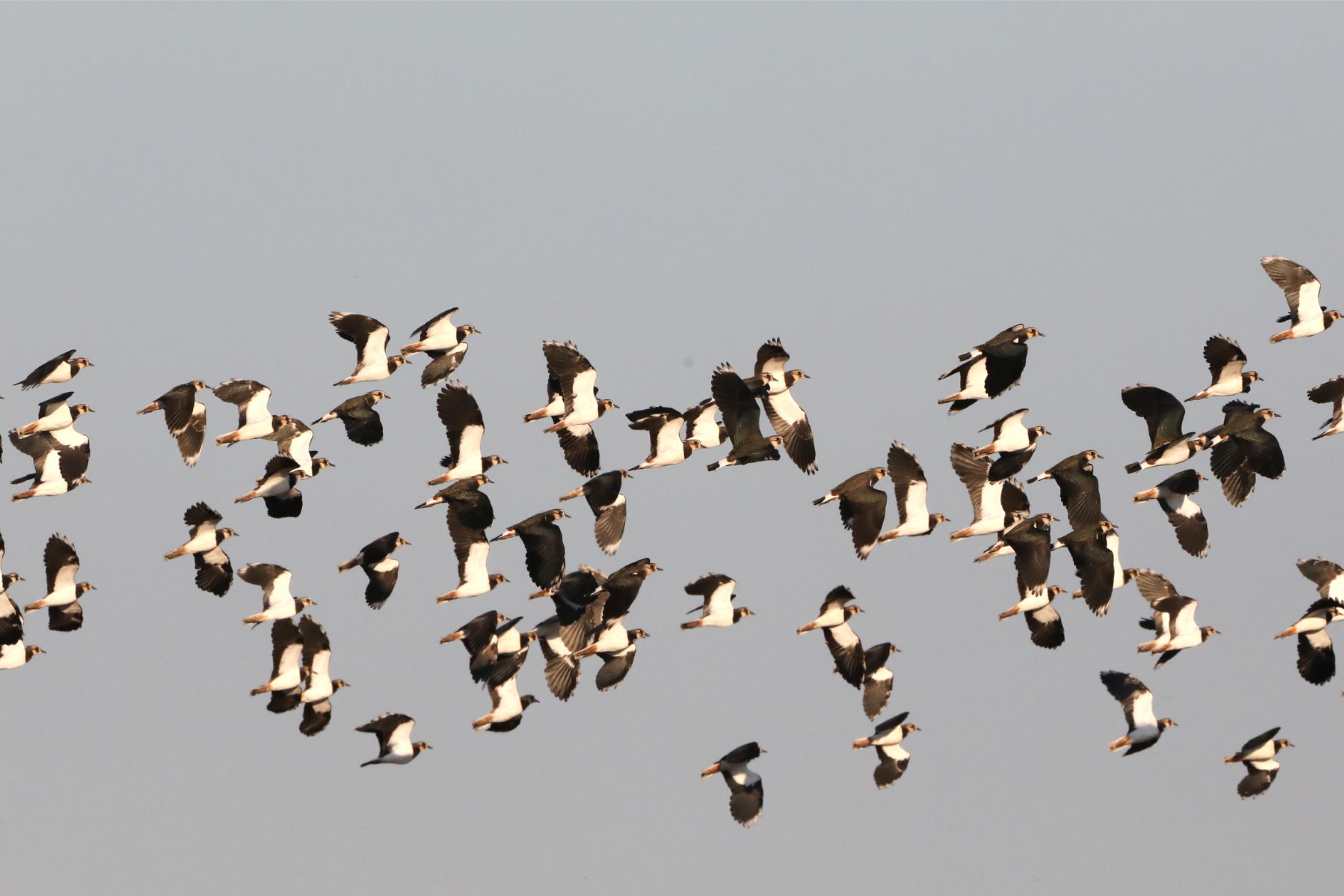 Eine Gruppe aus mehreren Dutzend Kiebitzen im Flug vor grauem Himmel