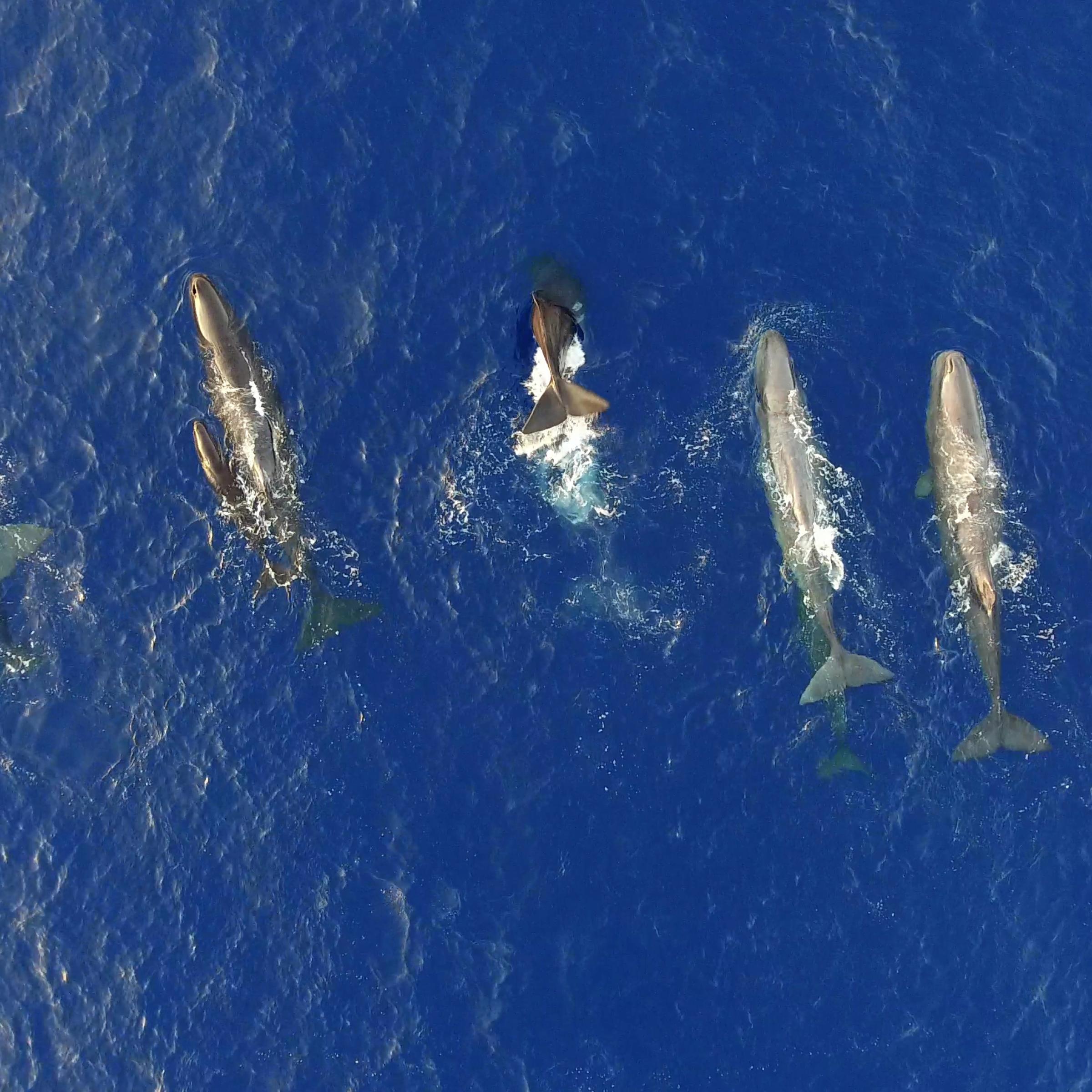 Sechs große Wale schwimmen an der Meeresoberfläche, Blick von oben