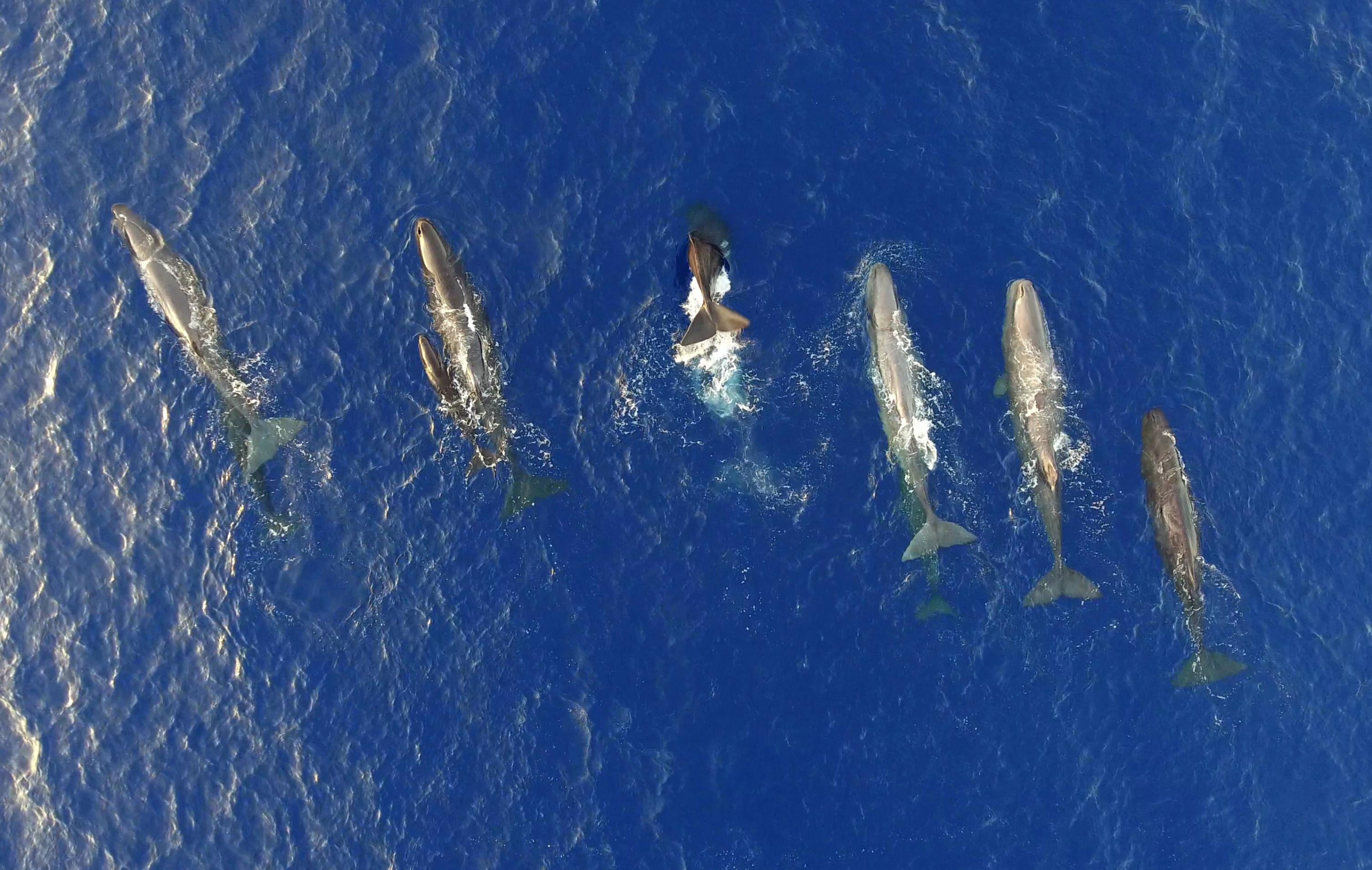 Sechs große Wale schwimmen an der Meeresoberfläche, Blick von oben