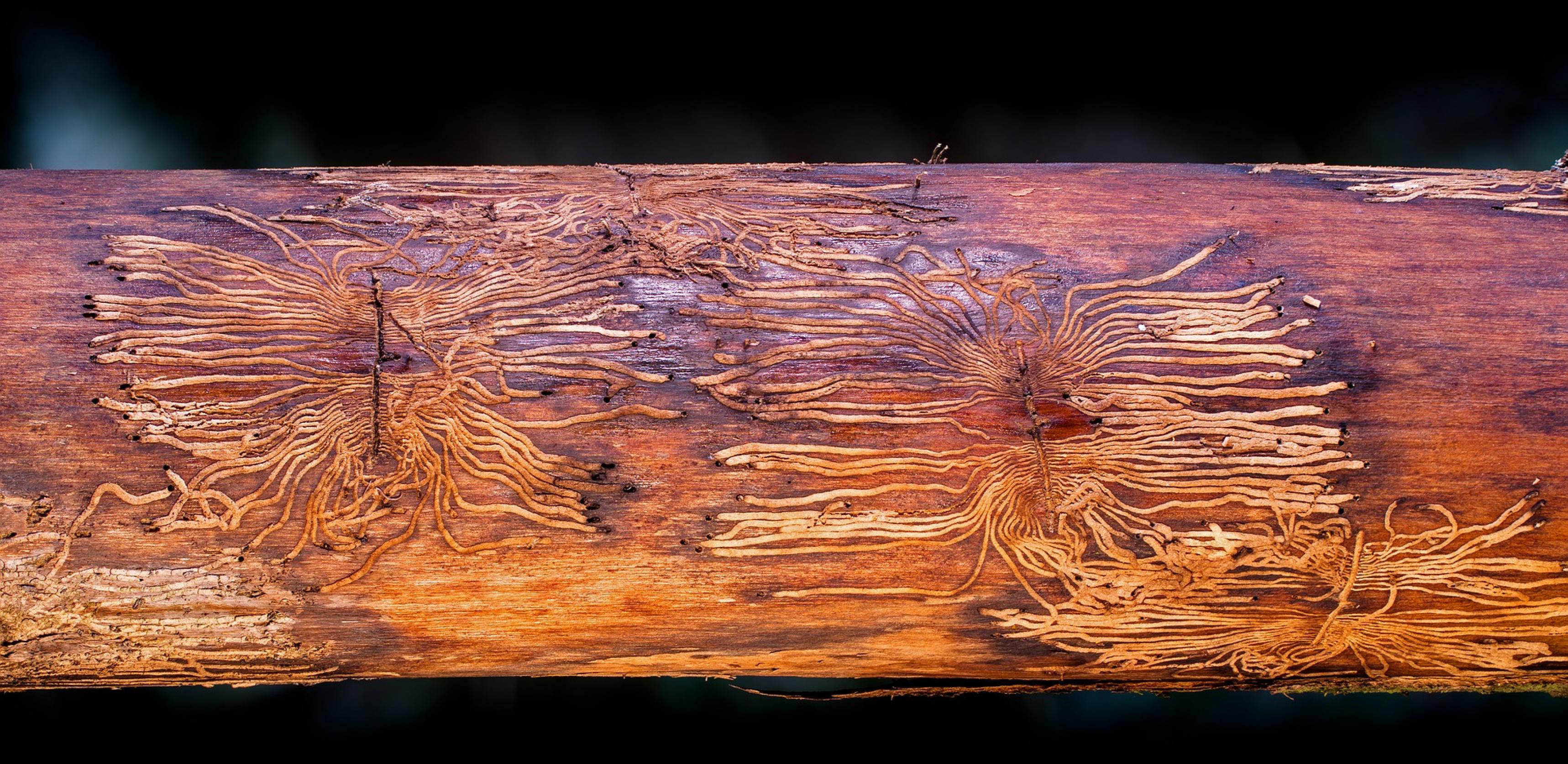 Zeilenförmige Fraßspuren im Rindenbast der Borkenkäfer- Larven