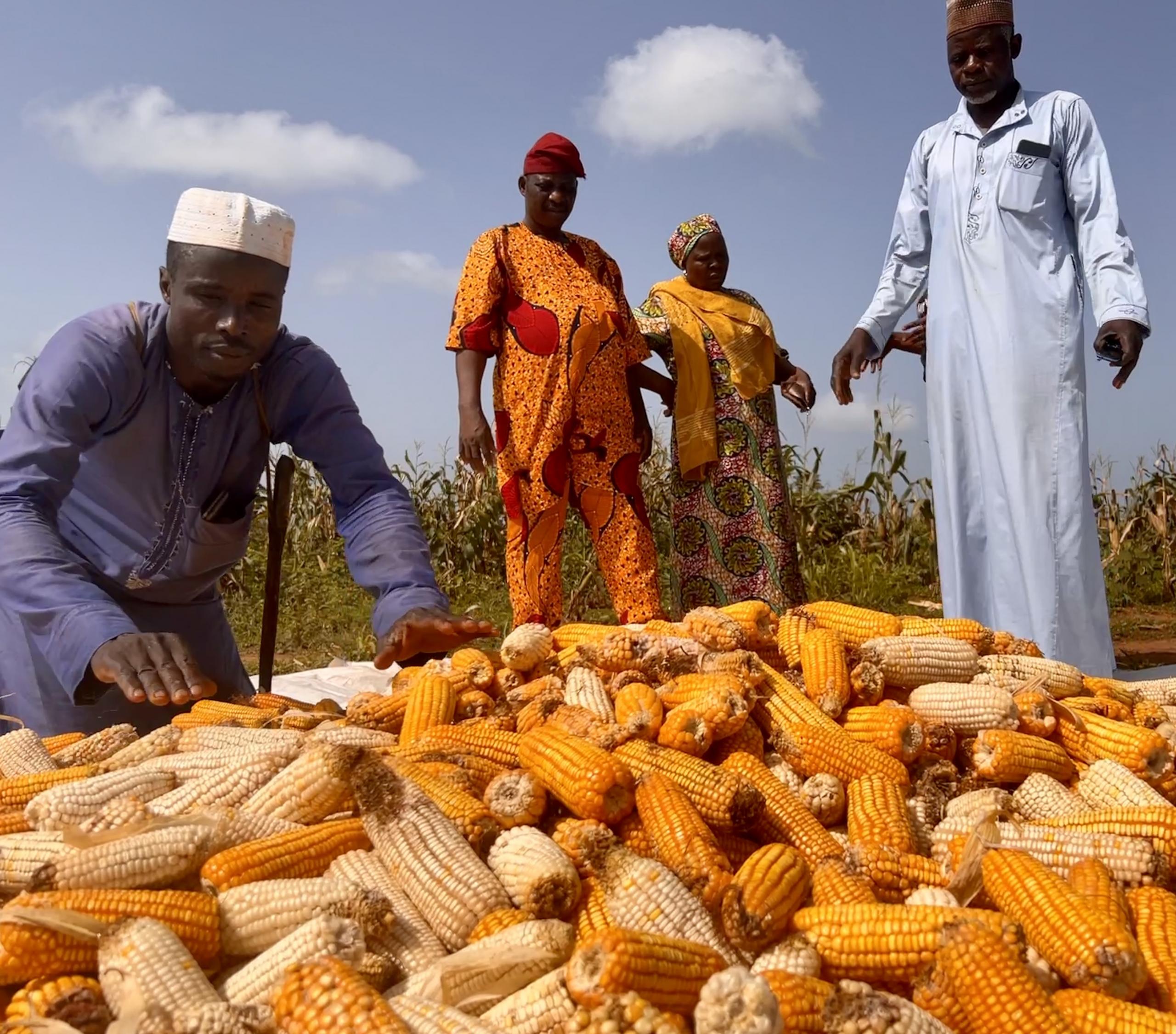 Landarbeiter breiten sich aus und untersuchen einige Maiskolben, die auf dem Hof einer Frau in Kwara, Nigeria, geerntet wurden.