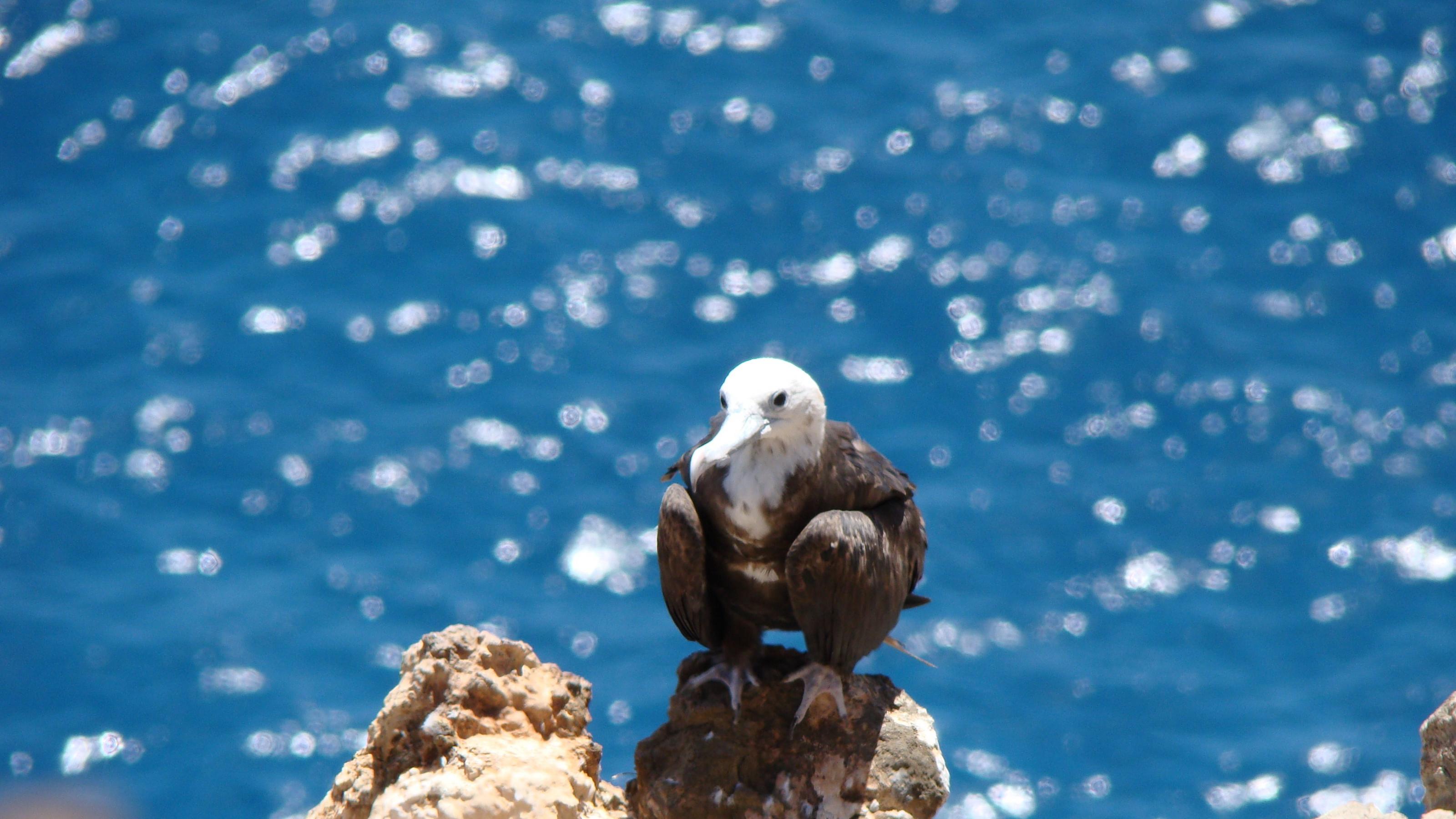 Ein Fregattvogel – weißer Kopf, grauer Körper – sitzt auf Ascension Island auf einem Felsen.