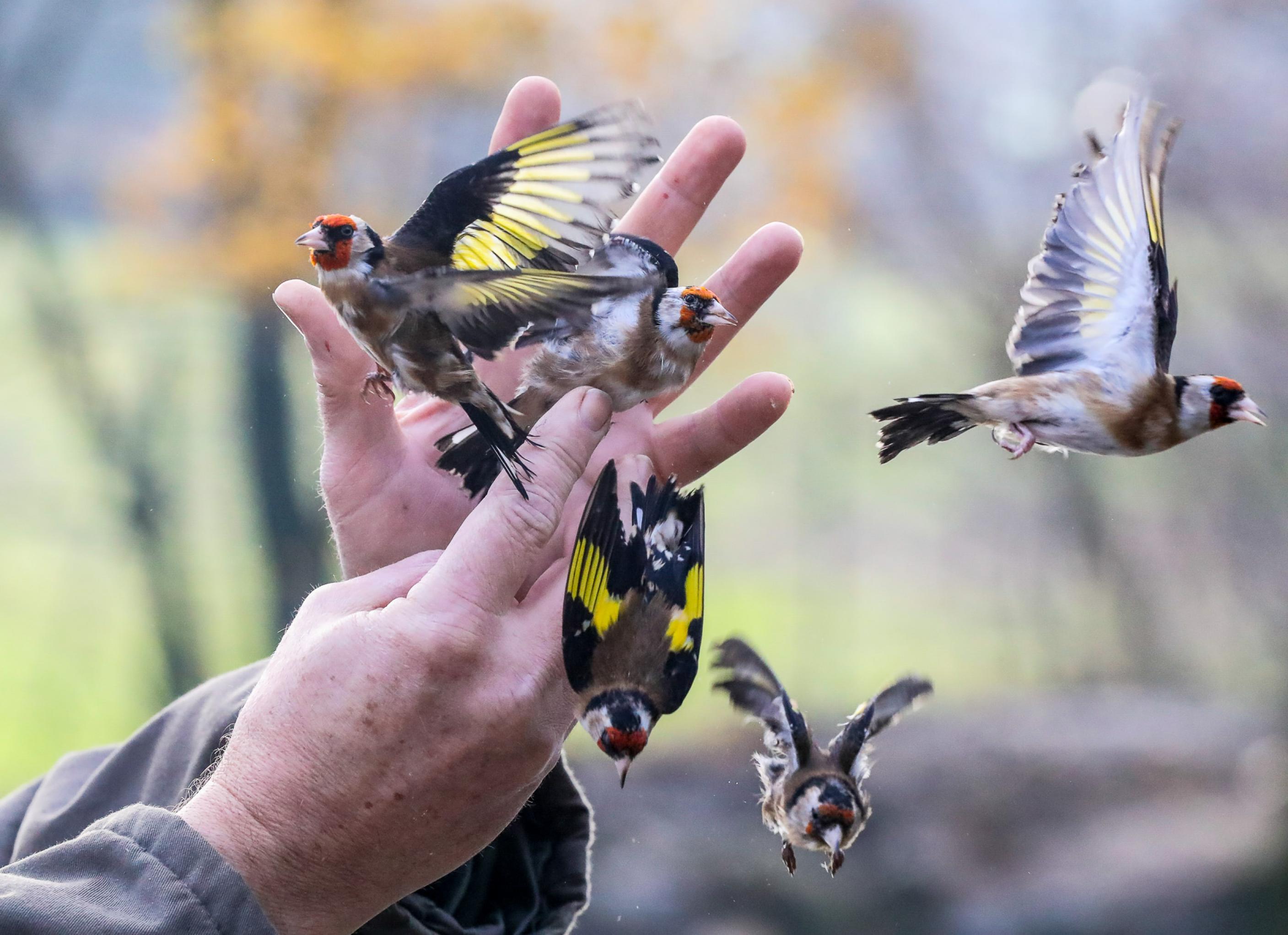 Zwei Hände lassen fünf bunte Vögel los, die in verschiedene Richtungen davonfliegen.