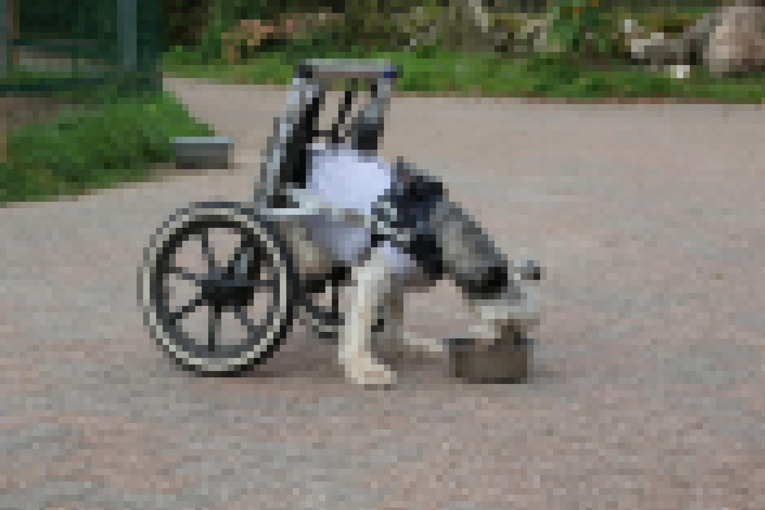 Ein Rollstuhl-Hund frisst aus einem Napf