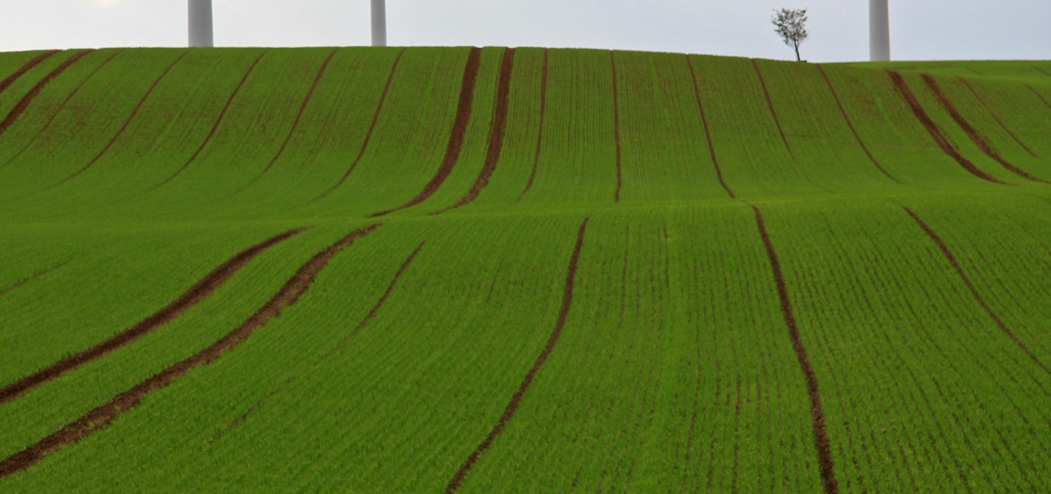 Das Bild zeigt eine Agrarlandschaft ohne Hecken und mit nur einem kleinen Baum am Horizont.