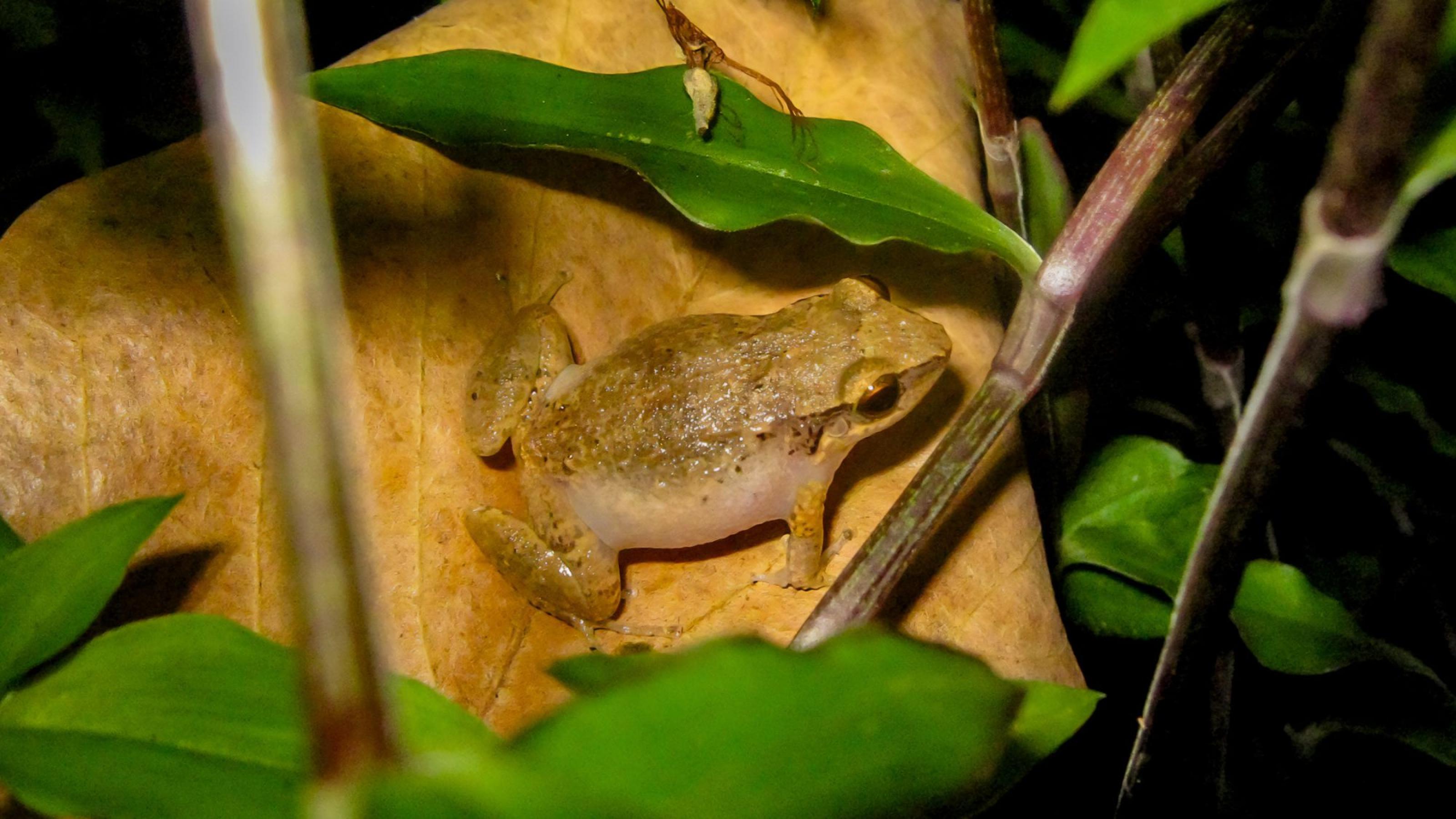 Ein braungrauer, kleiner Frosch sitzt auf einem vertrockneten Blatt im Gebüsch.