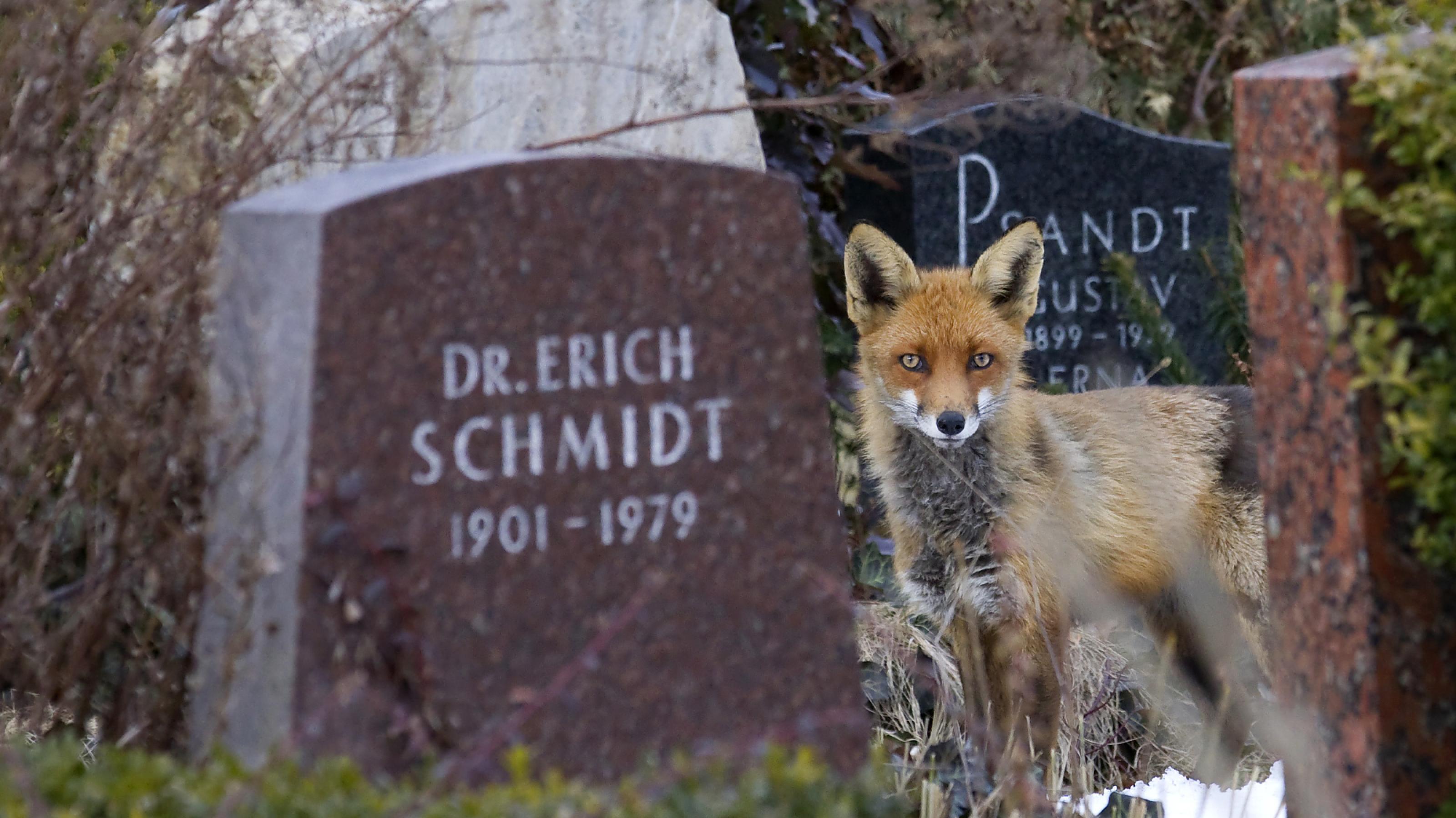 Ein Fuchs steht zwischen Grabsteinen.