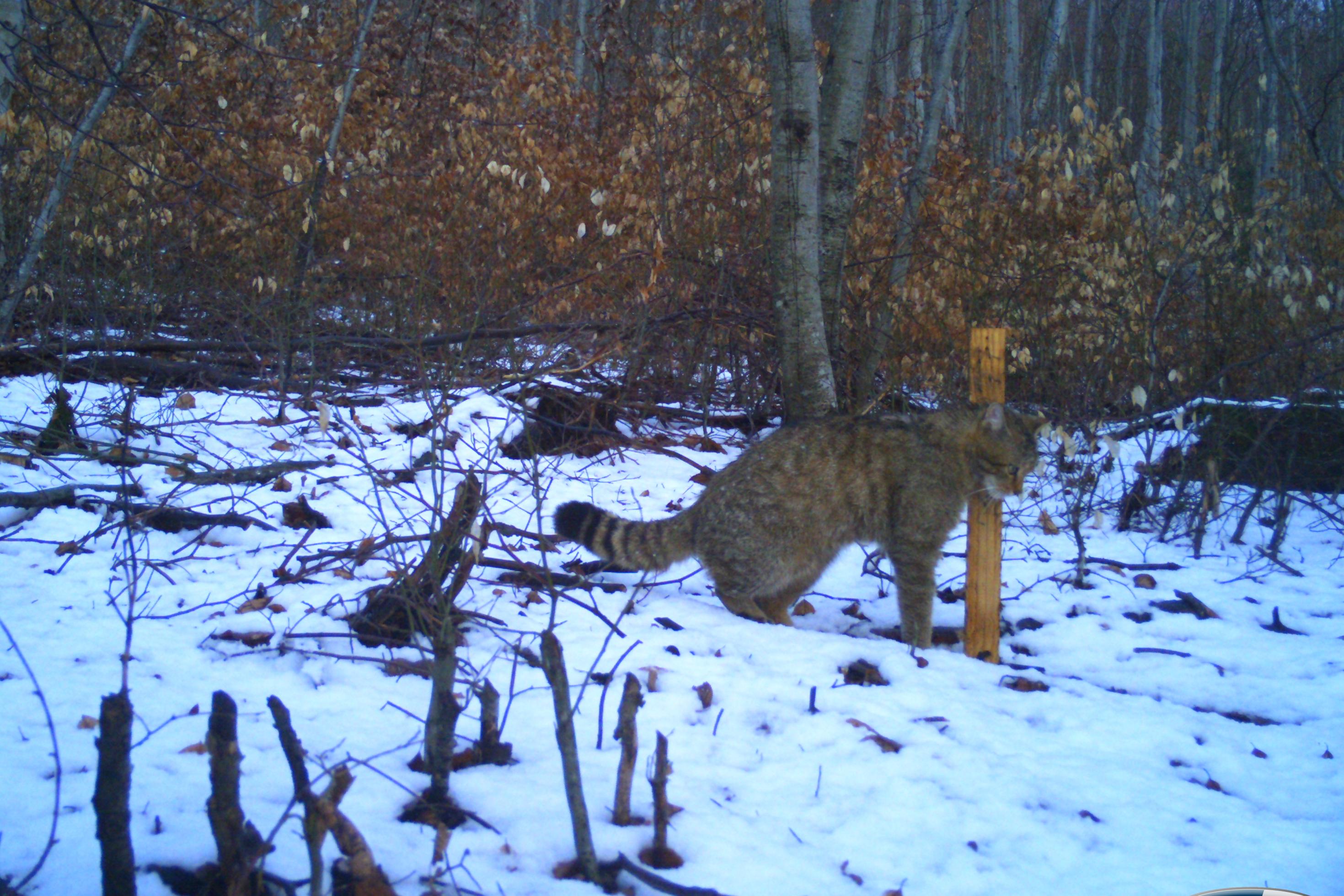 Eine Katze mit rundem Gesicht und puscheligem Schwanz läuft durch eine verschneite Landschat.