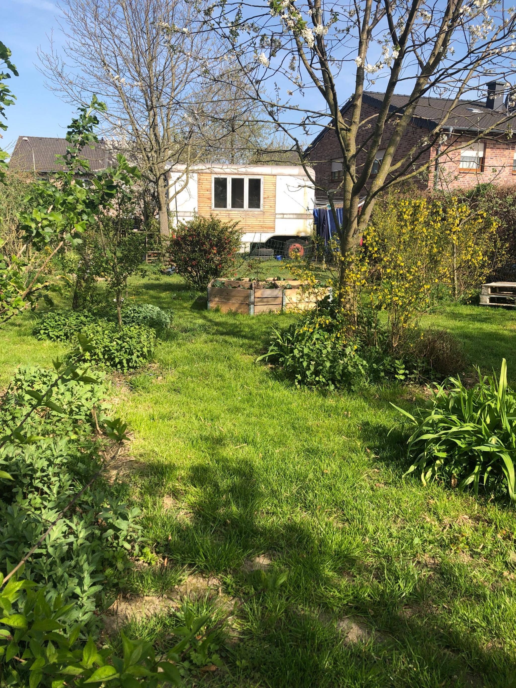 Eine junge Streuobstwiese soll später ein kleiner Permakultur-Agroforst werden.