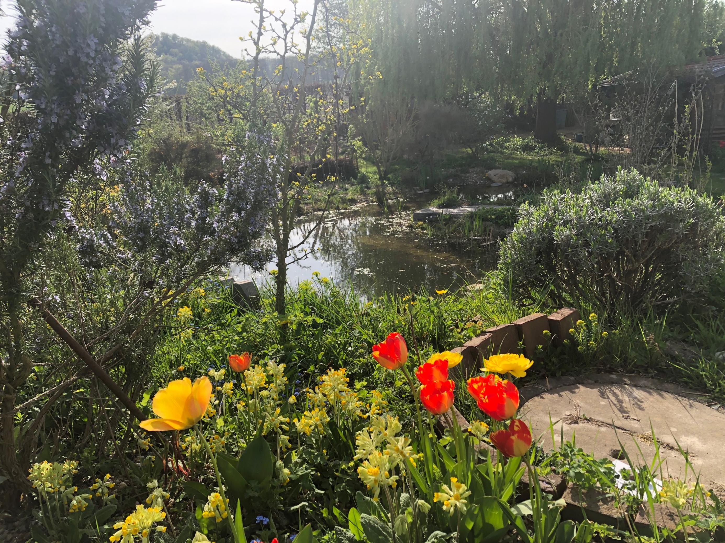 Licht und Schatten, Boden und Wasser gestalten verschiedene Zonen im Permakultur-Garten von Petra Römisch..