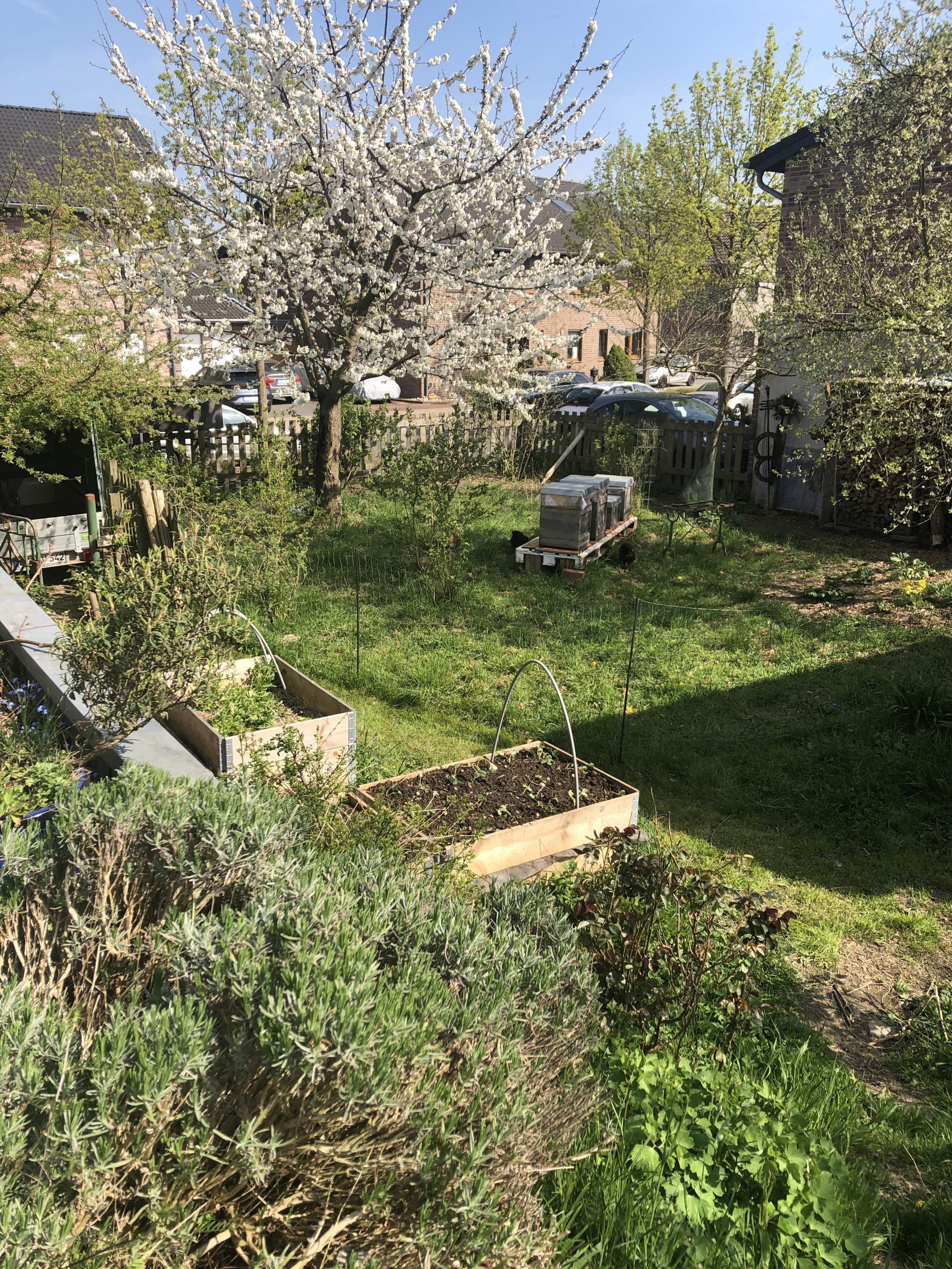 Im Vorgarten: Hühner, Bienen sowie eine Blumenwiese und Hochbeete