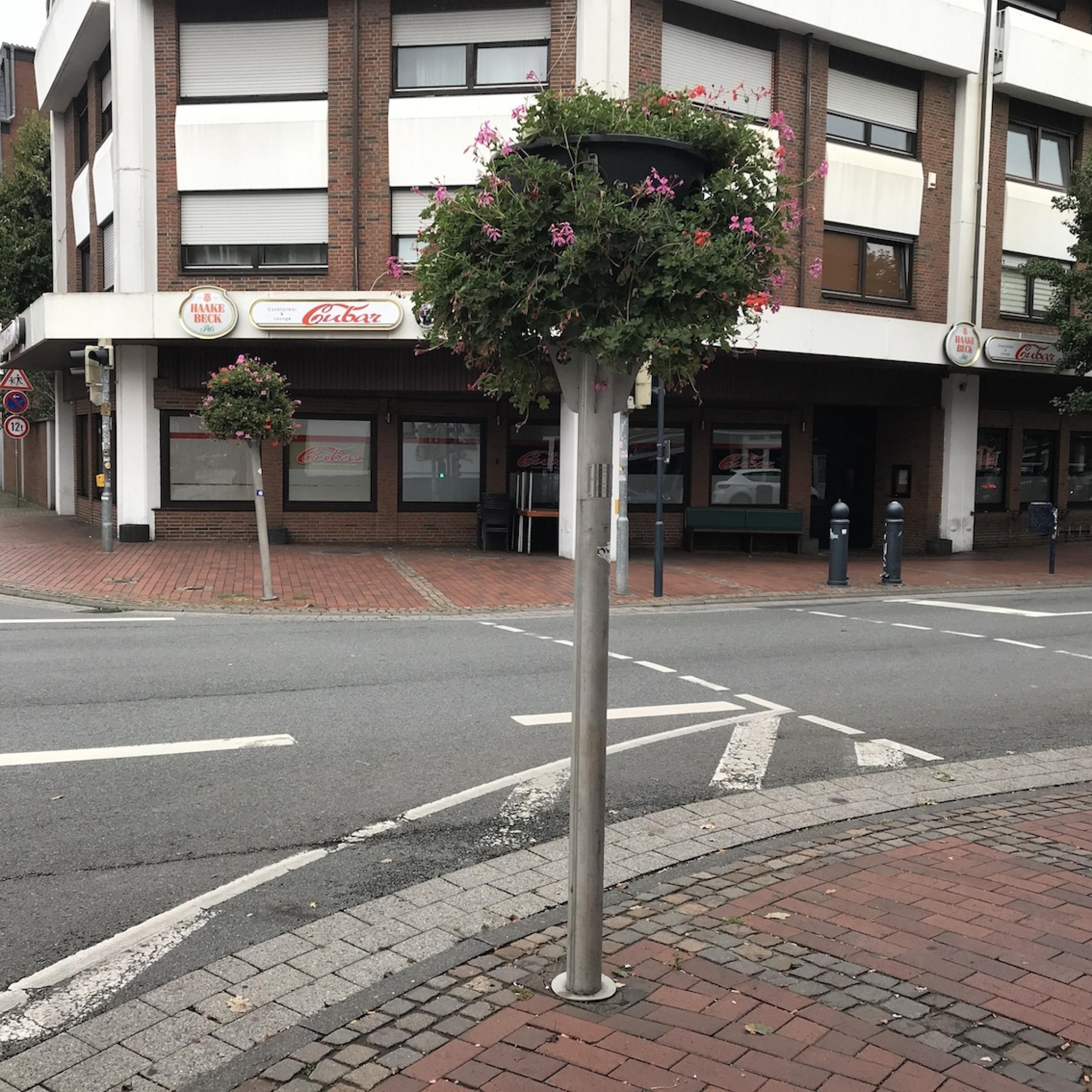 Ein Baum gepflanzt mitten in der Innenstadt.