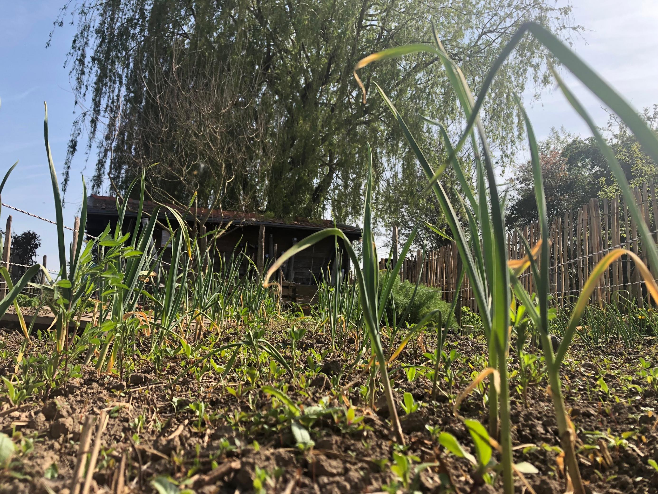 Der Boden bleibt locker und lebendigt mit Mulch, Gründünger und Kompost.