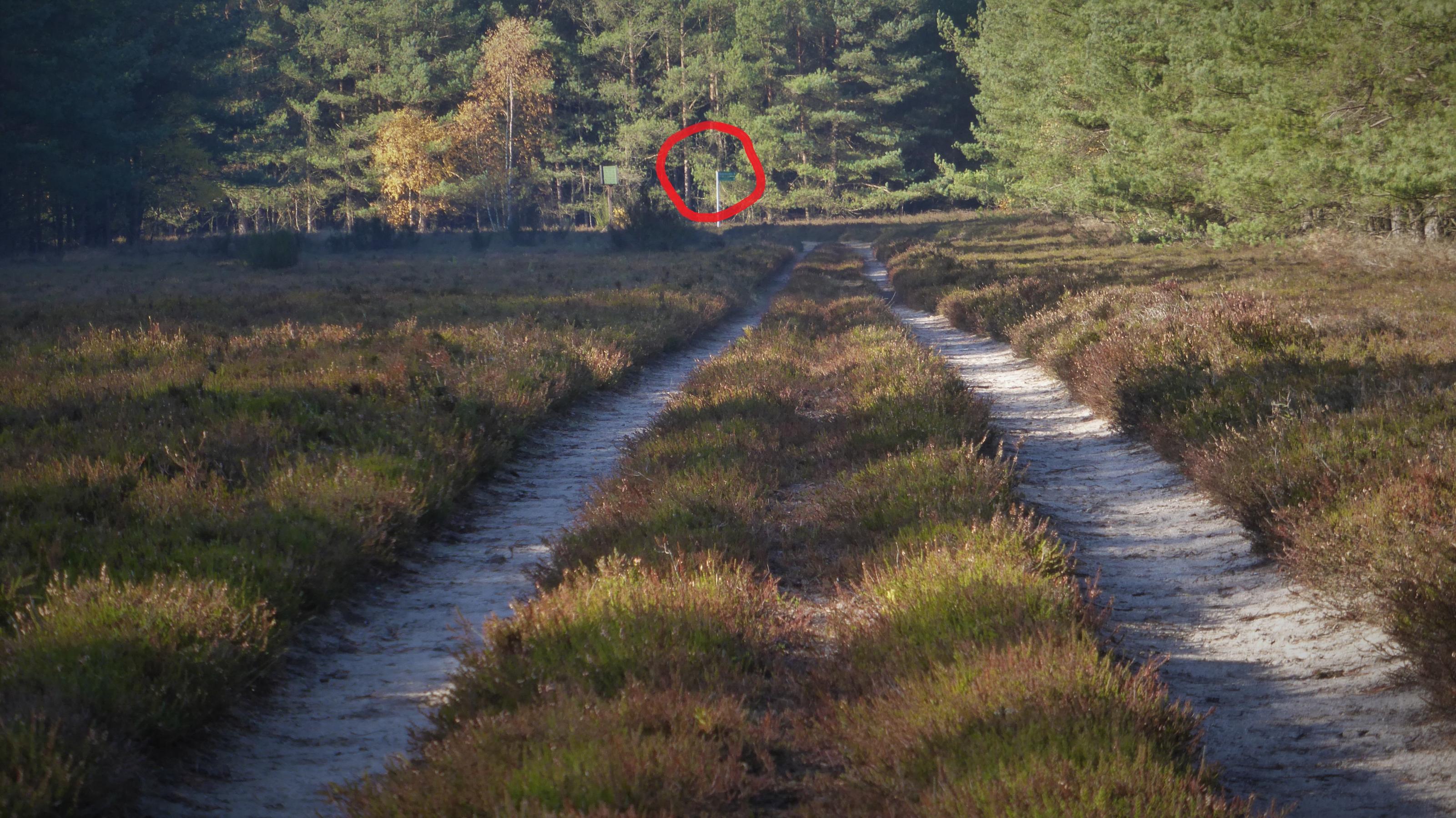 Ein von Heide gesäumter Kolonnenweg führt auf einer länglichen Lichtung auf ein grünes Schild zu, das an einem hellen Stab angebracht ist.