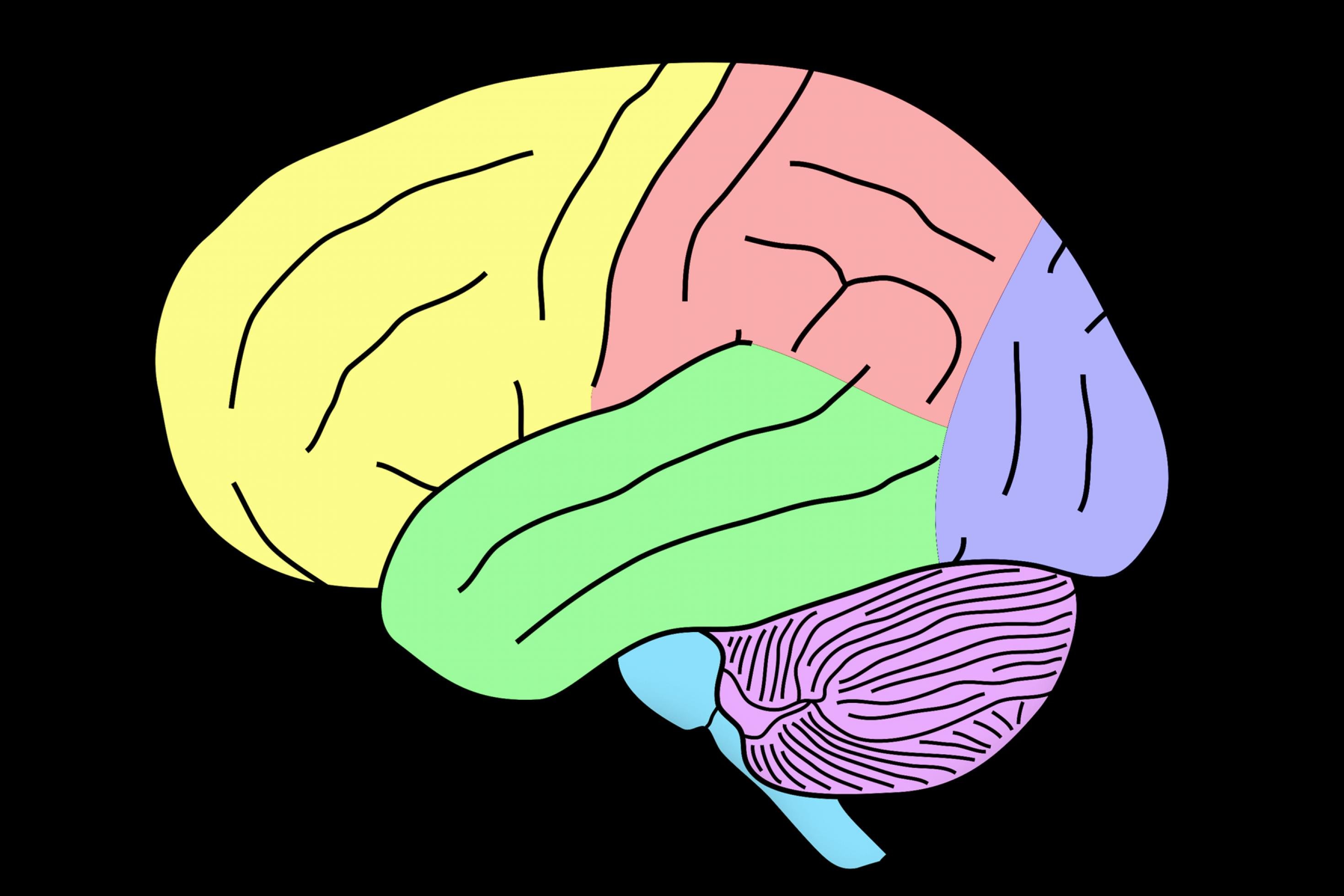 Vor schwarzem Hintergrund ist eine einfache Zeichnung des menschlichen Gehirns zu sehen, in der verschiedene Teile der Großhirnrinde mit unterschiedlichen Farben markiert sind.