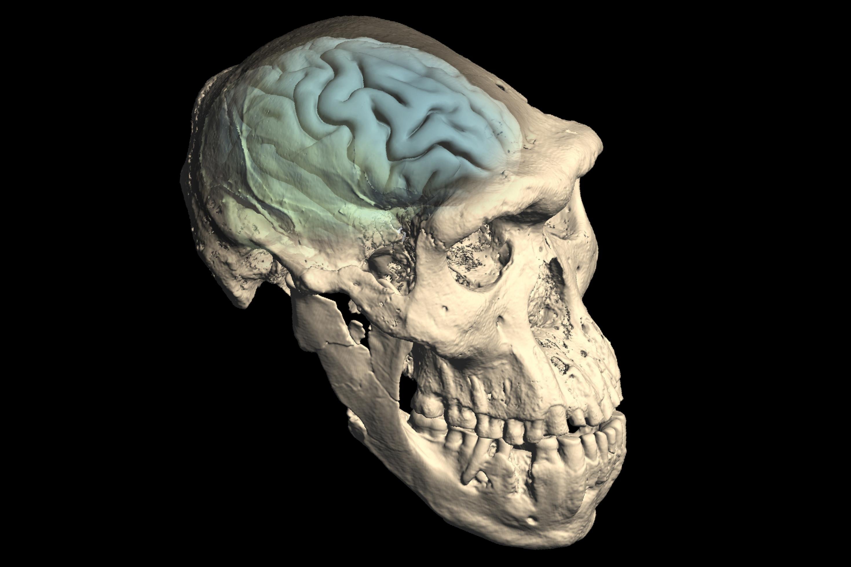 Das computertomografische Bild zeigt einen elfenbeinfarbenen Urmenschenschädel mit kräftigem Kinn, vorstehender Schnauze und mächtigen Knochenwülsten über den Augen. In blauen und grünen Tönen eingezeichnet ist das Gehirn, das – nach Analysen von Forschenden der Universität Zürich – noch relativ primitiv strukturiert war.