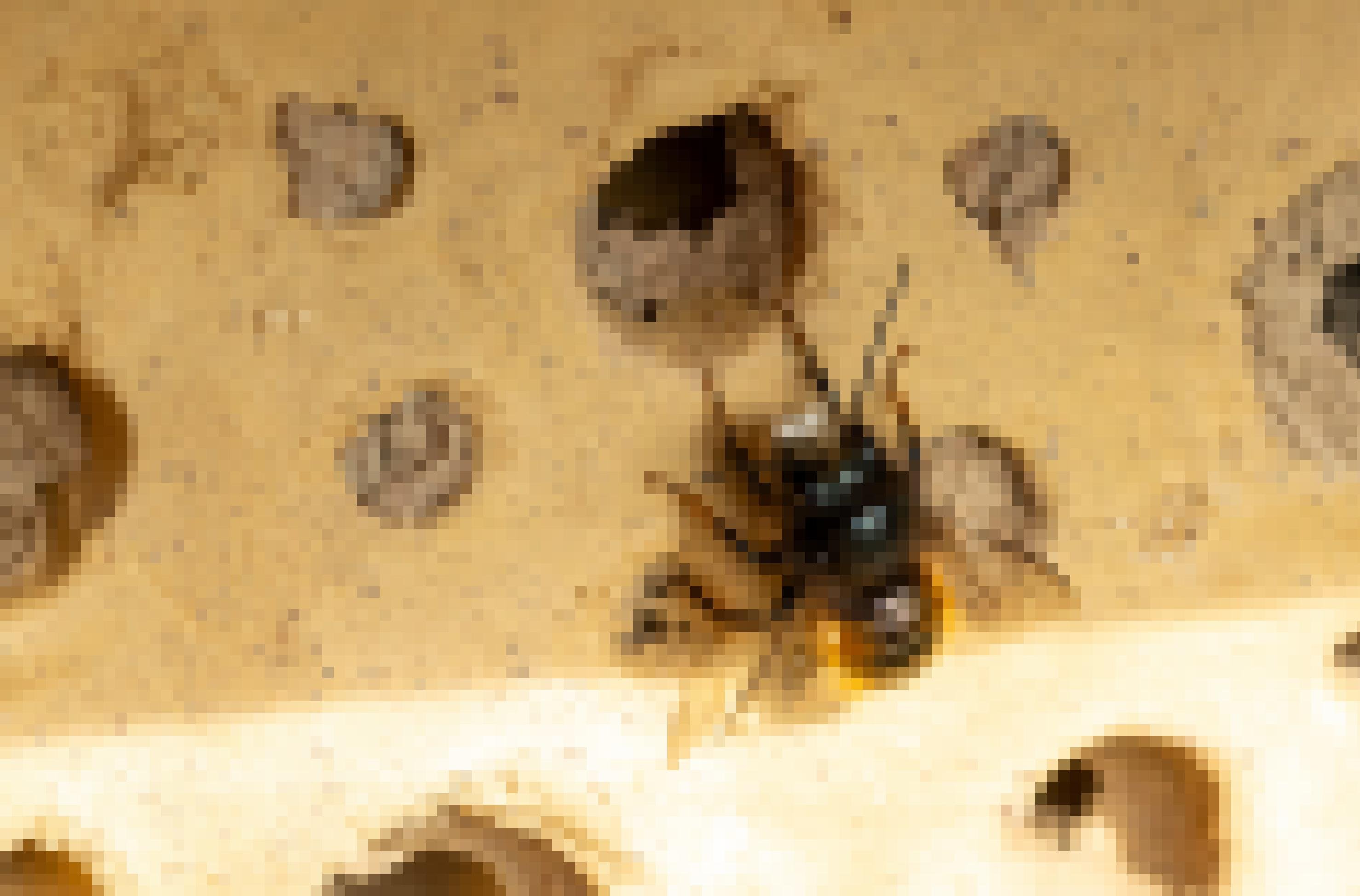 Eine schwarz-orange Wildbiene sitzt auf einem Ziegel, in den Löcher gebohrt wurden. Einige sind mit Mörtel verschlossen.