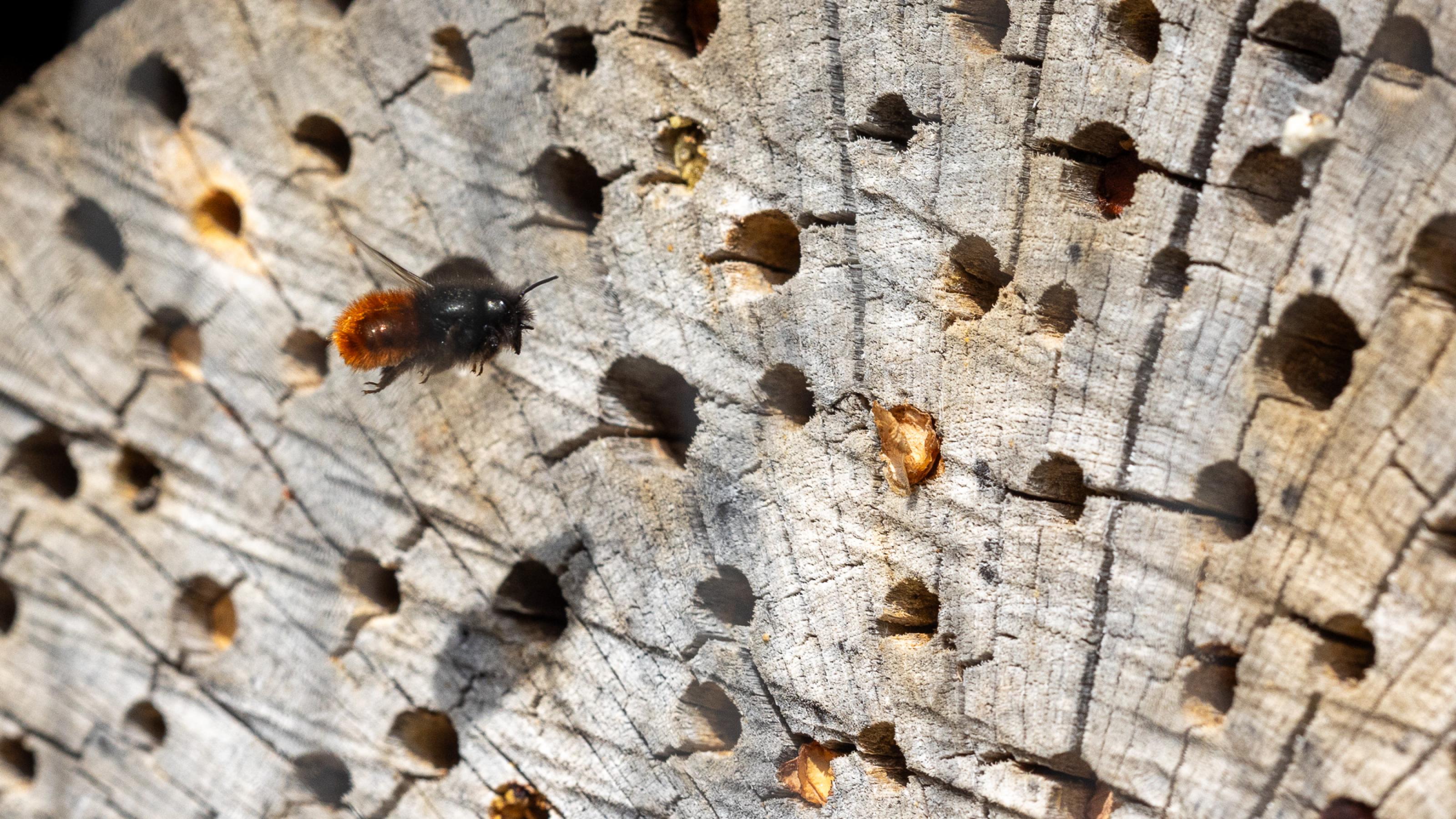 Eine schwarz-orange Biene fliegt vor einem grauen Holzscheit vorbei, in den Löcher verschiedener Durchmesser gebohrt wurden.