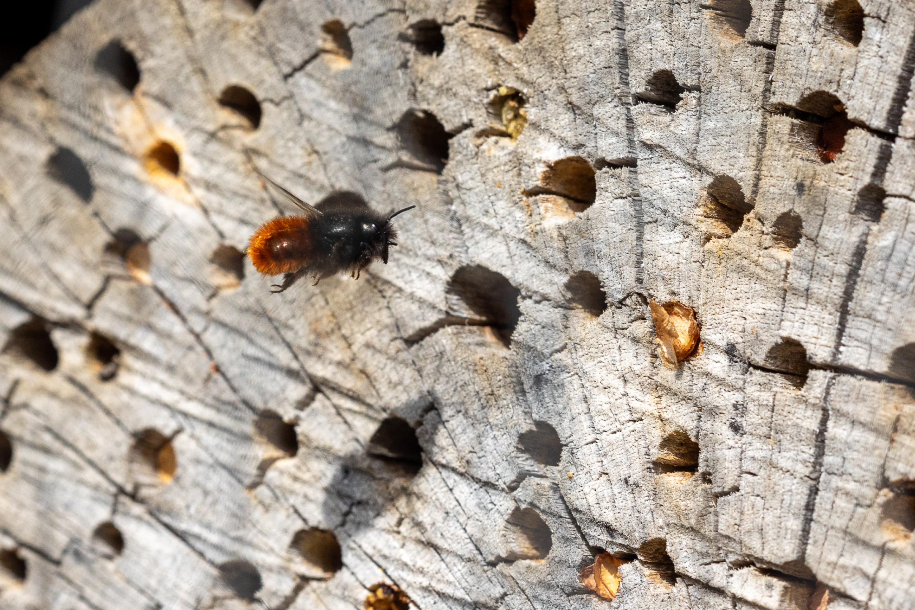 Eine schwarz-orange Biene fliegt vor einem grauen Holzscheit vorbei, in den Löcher verschiedener Durchmesser gebohrt wurden.