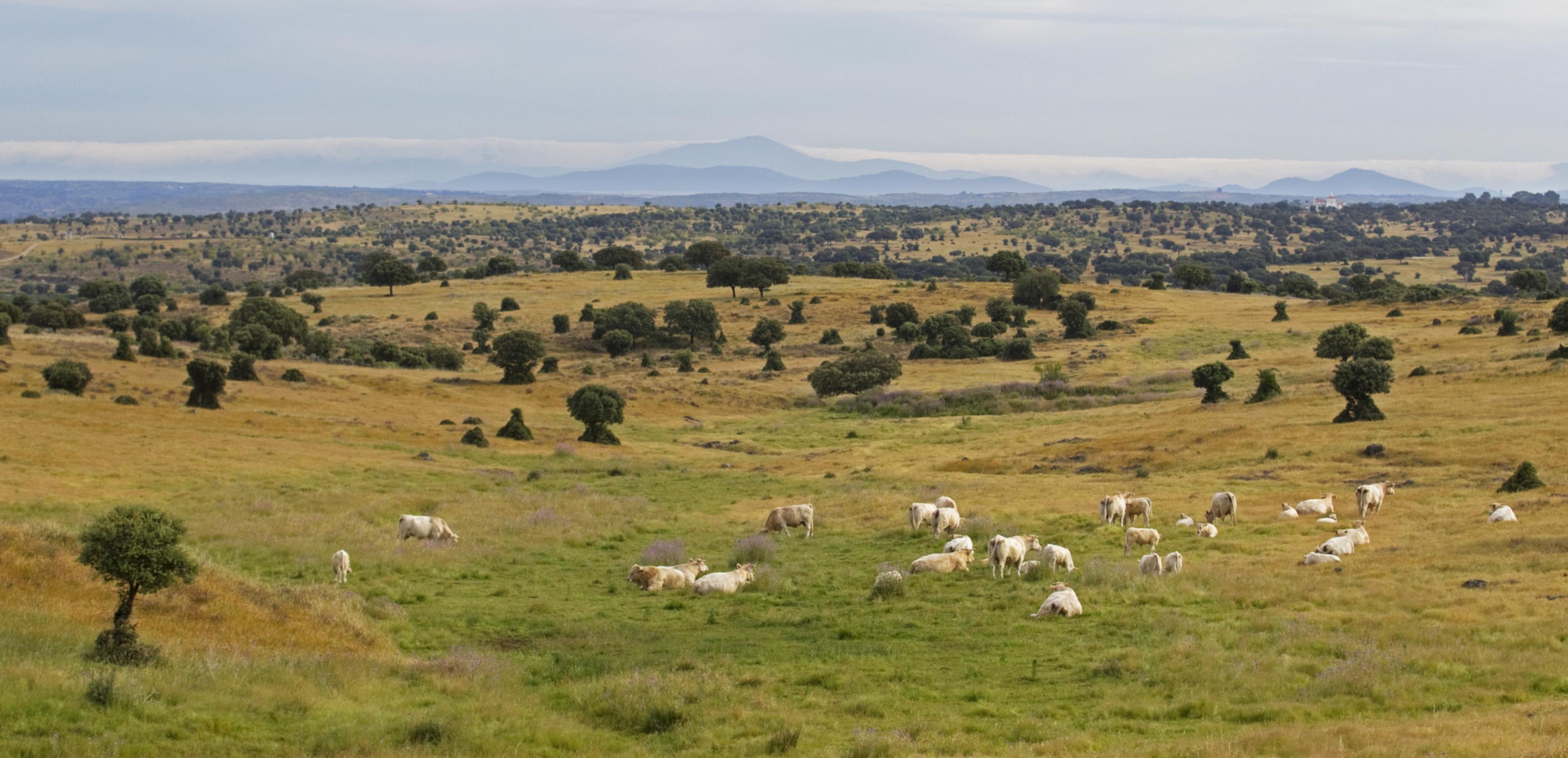 Panoramablick über eine Dehesa in der Extremadura
