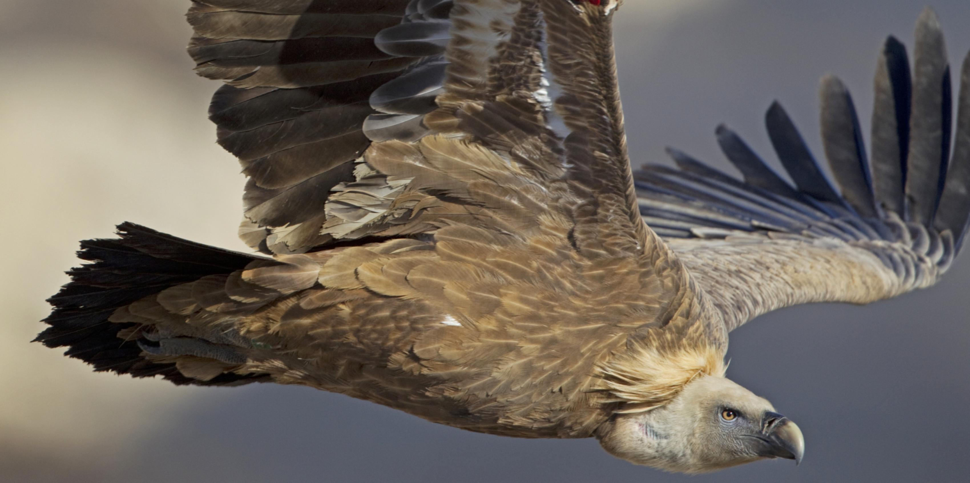 Ein Gänsegeier in Nahaufnahme im Flug