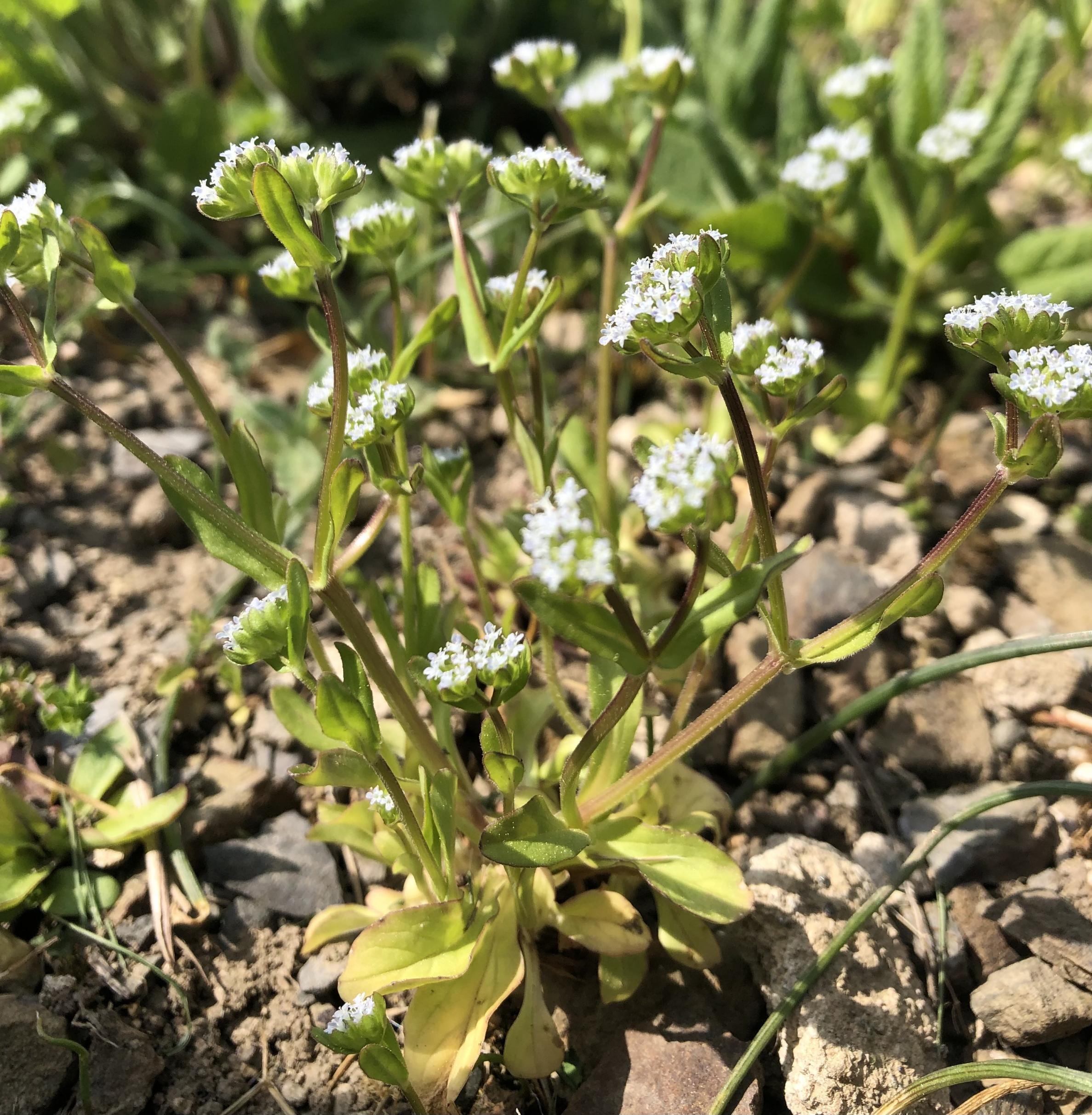 Ende April steht der gekielte Feldsalat zwei Wochen vor der Samenreife.