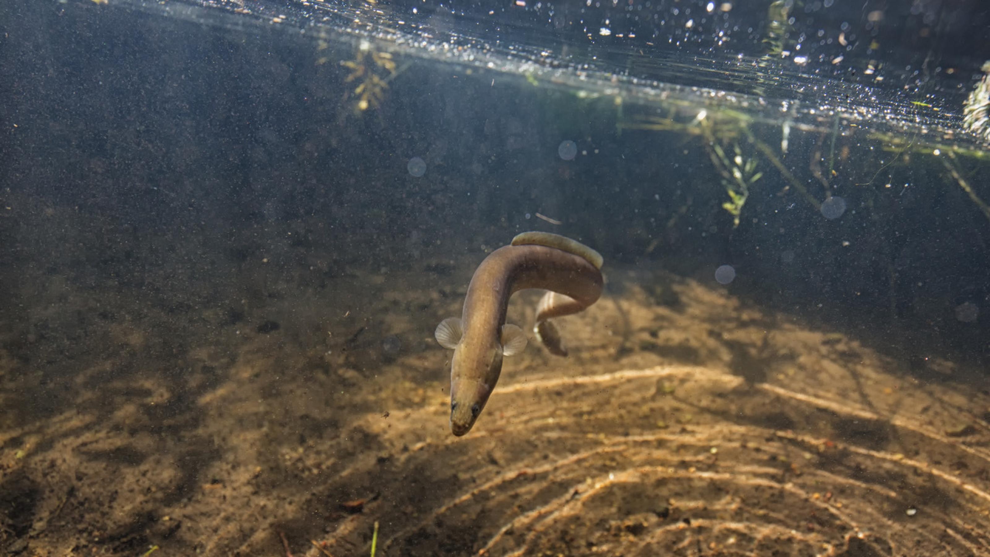 Ein schlangenförmiger Gelbaal schwimmt in trübem Wasser.