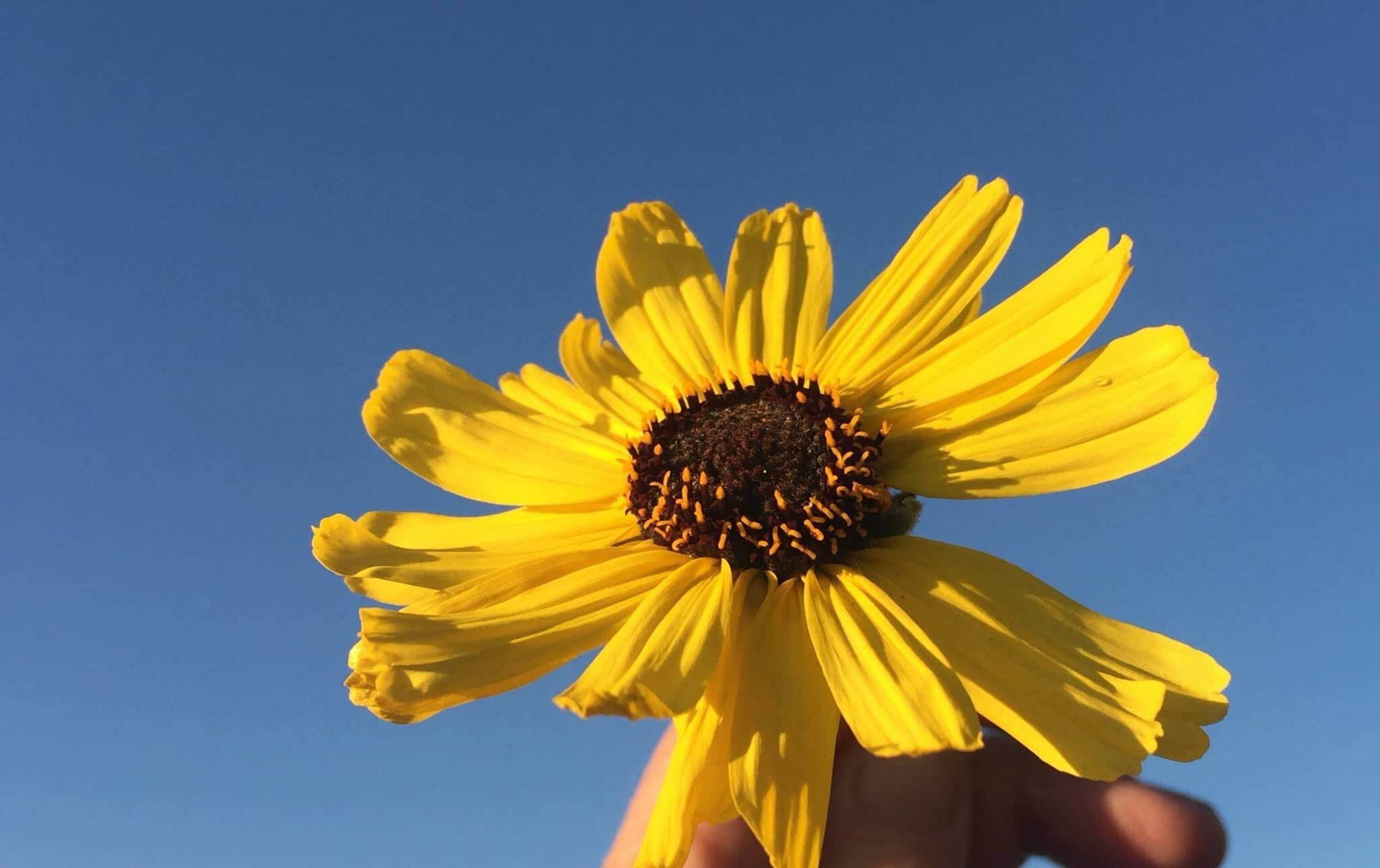 Eine gelbe Frühlingsblume vor wolkenlosem Himmel von der Sonne angestrahlt