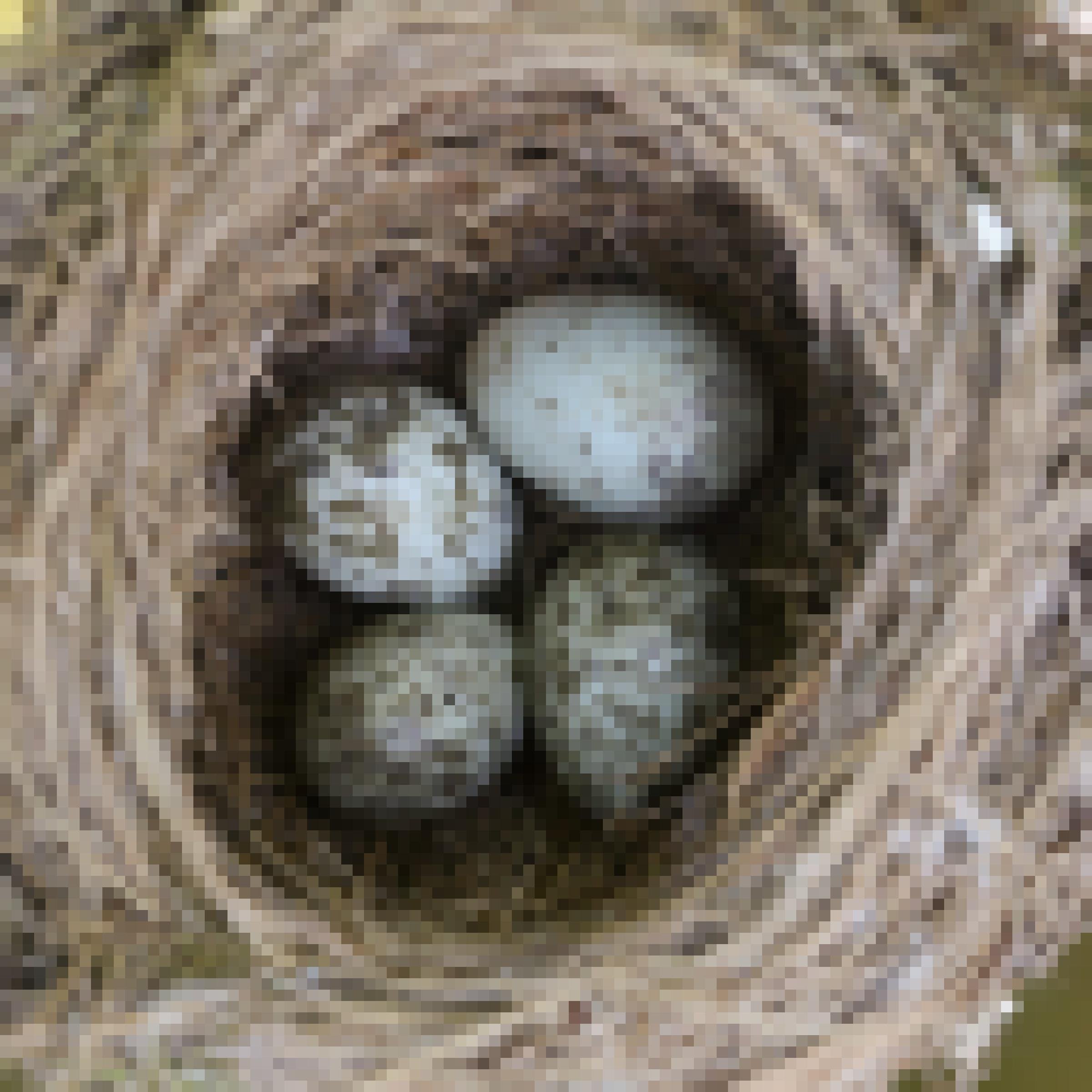 Das runde Nest aus trockenen Halmen enthält vier weiße Eier mit olivgrünen Sprenkeln.