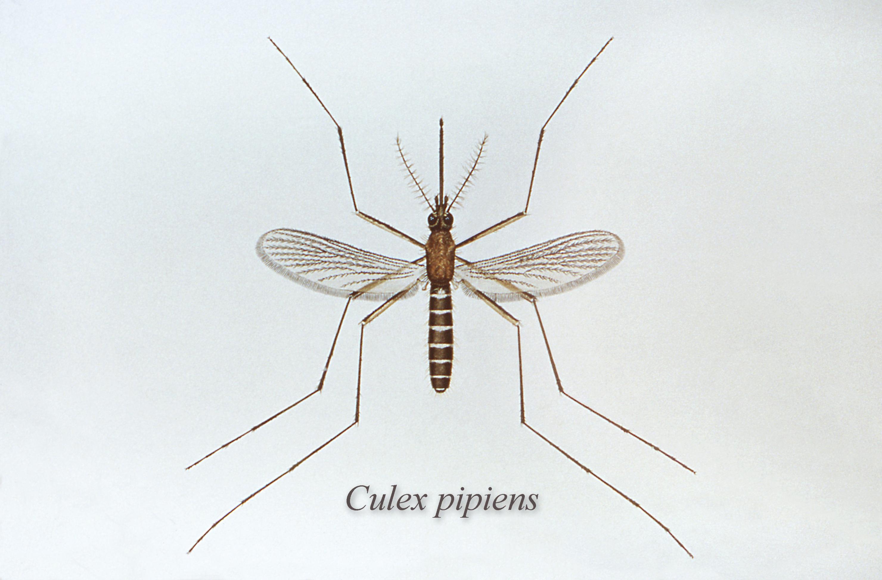 Die Illustration zeigt die Stechmücke Culex pipiens. Sie überträgt das West-Nil-Virus über ihren Speichel ins Blut von Vögeln und Menschen.