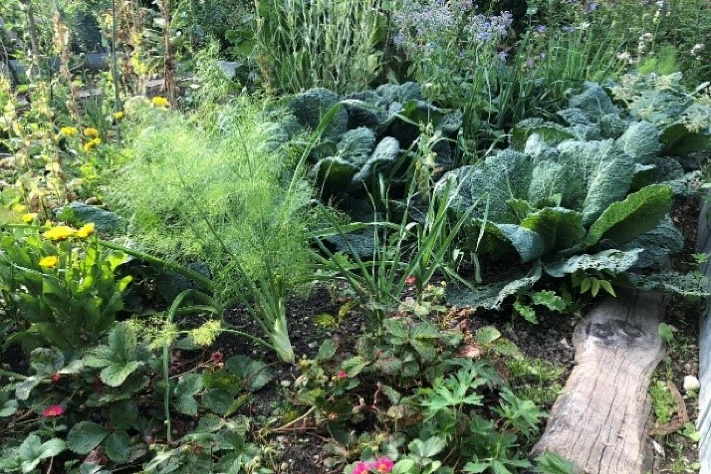 Der Botanische Garten in Augsburg zeigt im Naturgarten ökologischen Gemüseanbau, gedüngt wird mit Kompost aus Bioabfällen. Auf dem Bild sind verschiedene Pflanzen zu sehen, das Beet wird durch ein Trittbrett unterteilt. Das Bild wurde im August 2020 aufgenommen.