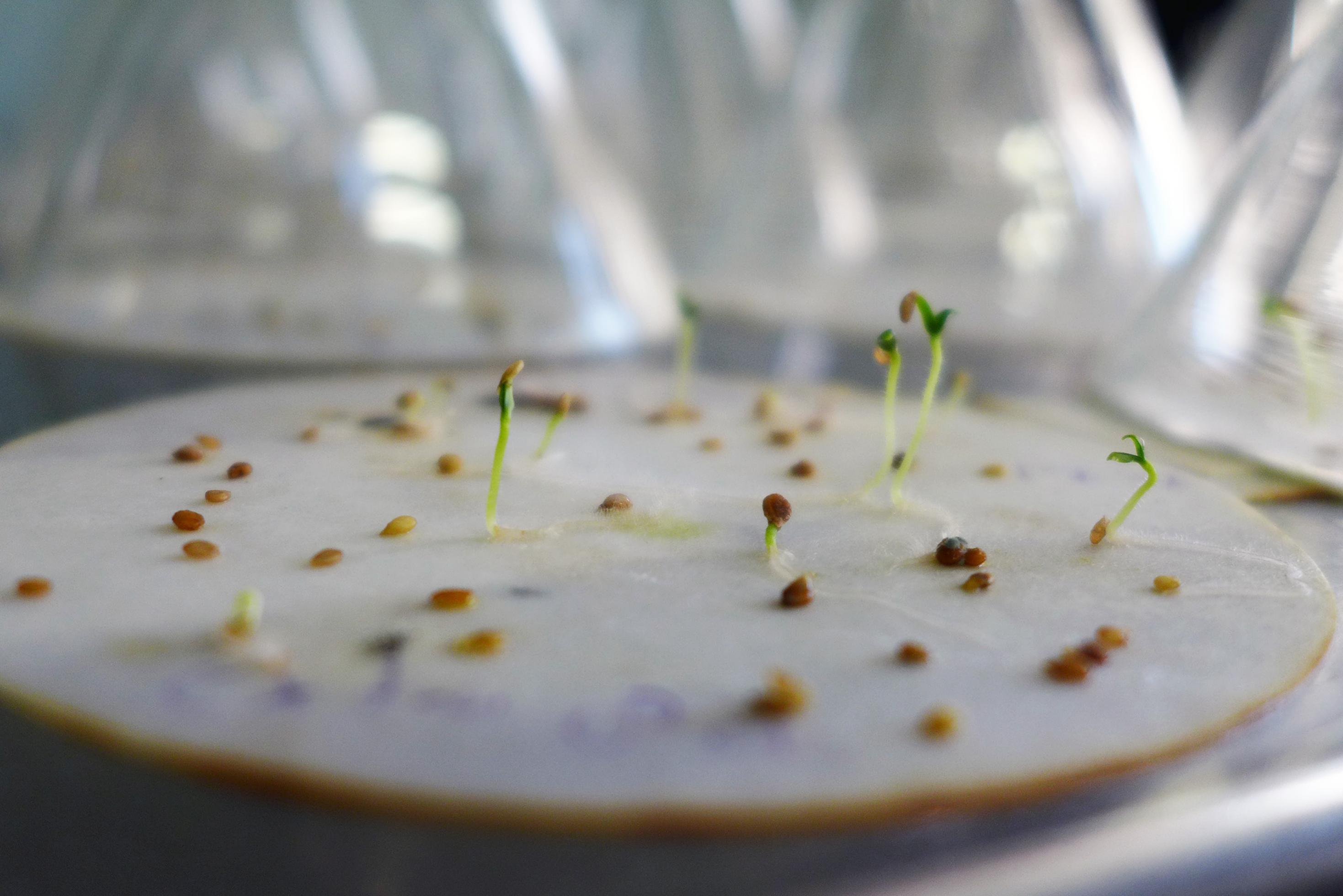 Samen liegen auf einem Papierfließ im Labor. Einige haben bereits zarte grüne Keimlinge entwickelt, andere liegen noch ungekeimt herum.