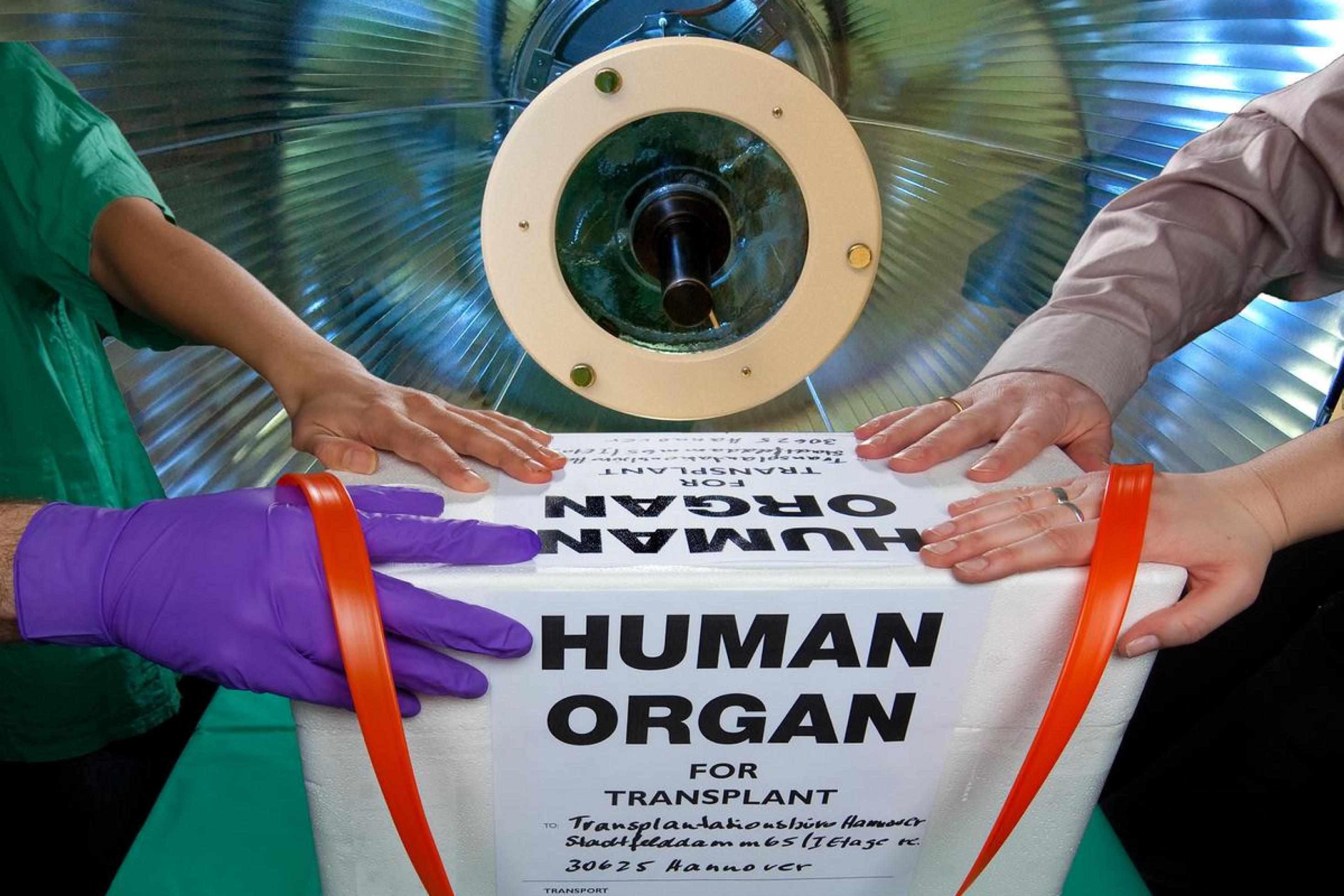 Das Foto zeigt eine Box, in der Organe für eine Transplantation transportiert werden.