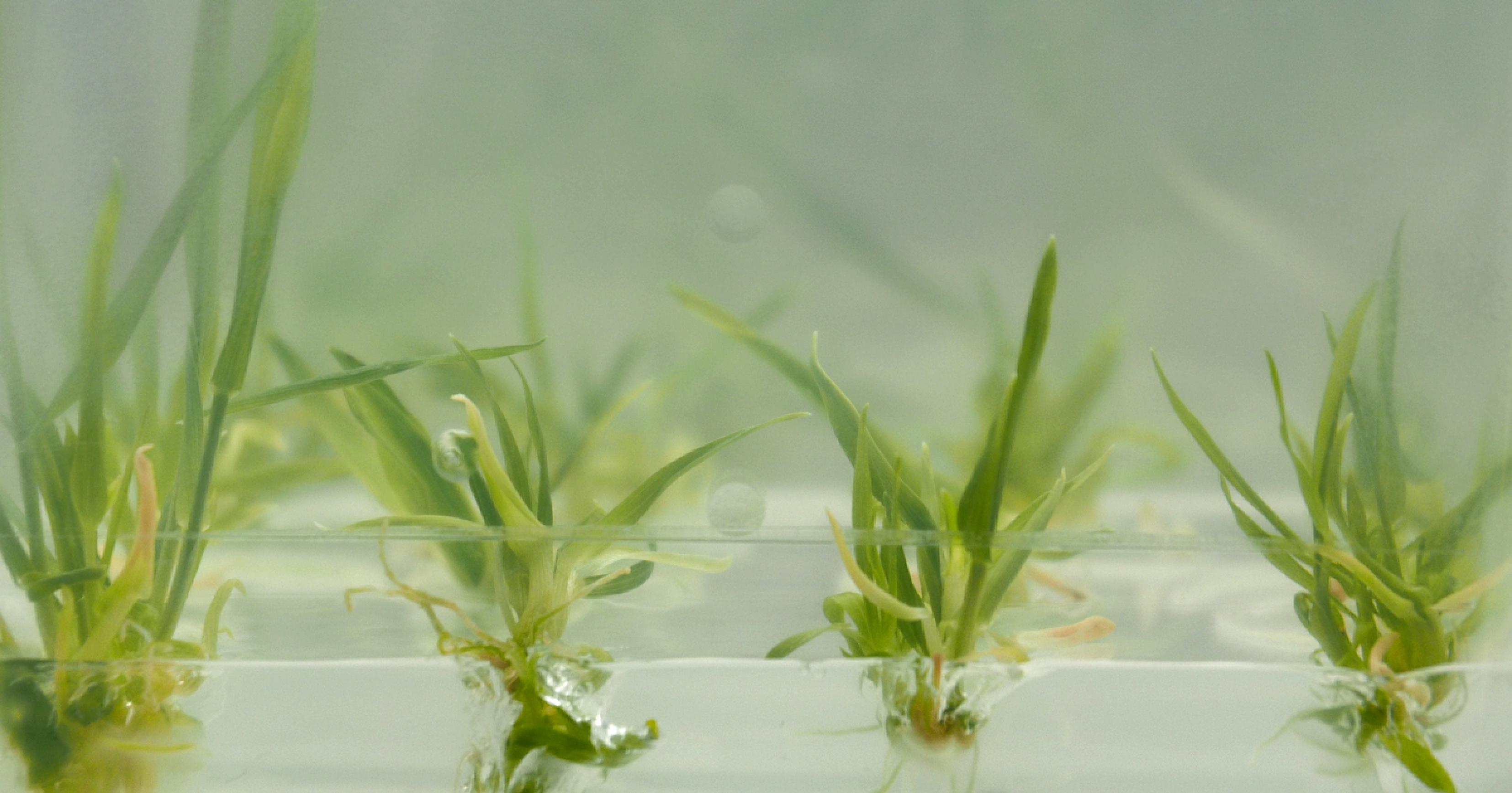 Kleine Gersten-Pflanzen stehen in einer trüben, festen Schicht aus Nährmedium in einem erhellten Kunststoffgefäß.
