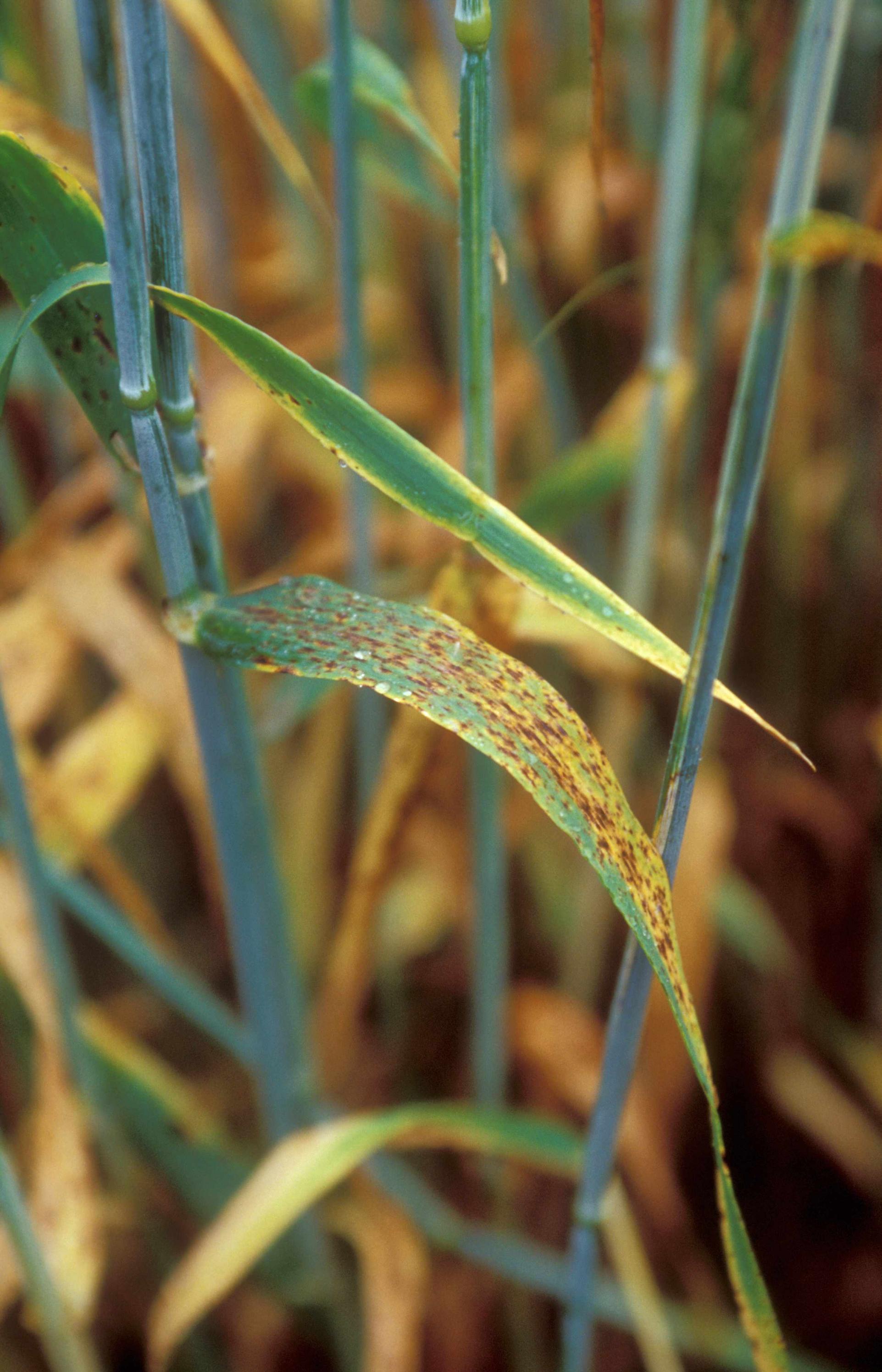 Ein fleckiges Blatt der Gerste ist ein typisches Zeichen für die Ramularia-Blattfleckenkrankheit