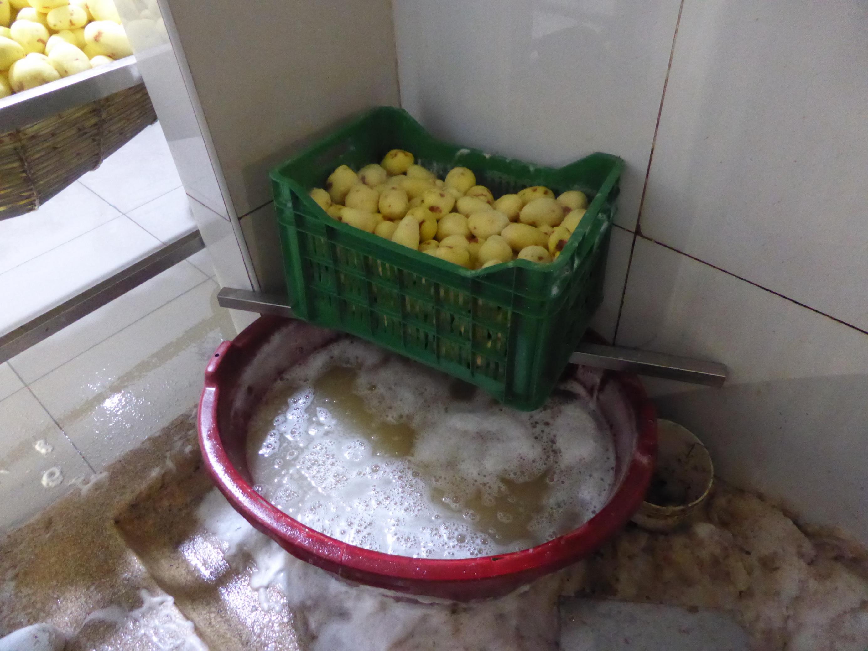 Ein Plastikkorb voller Kartoffeln und mit Öffnungen an den Seiten steht über einer Wanne, die fast voll mit gelblicher Flüssigkeit ist, auf der Schaum schwimmt.