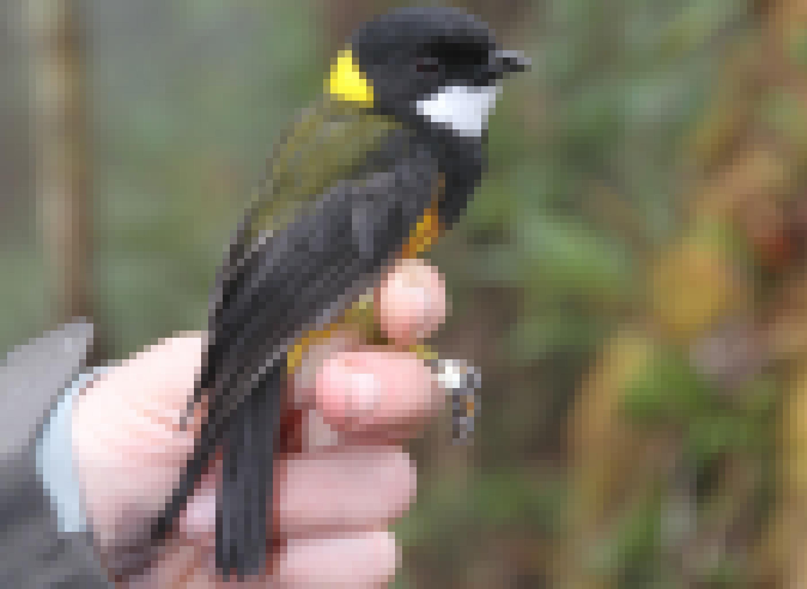 Ein gelbkehliger Singvogel mit roter Haube