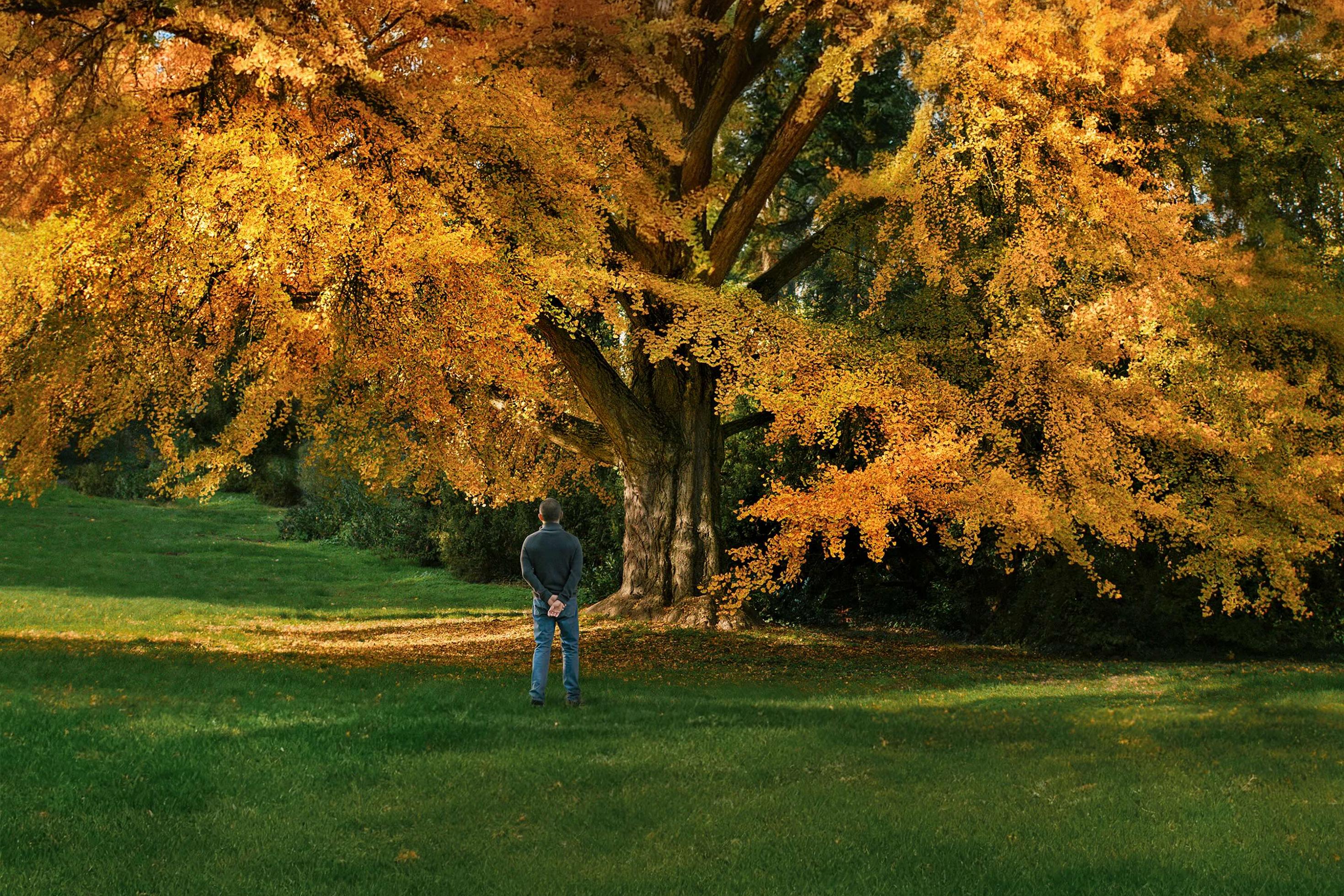 Foto zeigt den weiblichen Ginkgo-Baum, der dem Film „Silent Friend“ seinen Namen gibt?