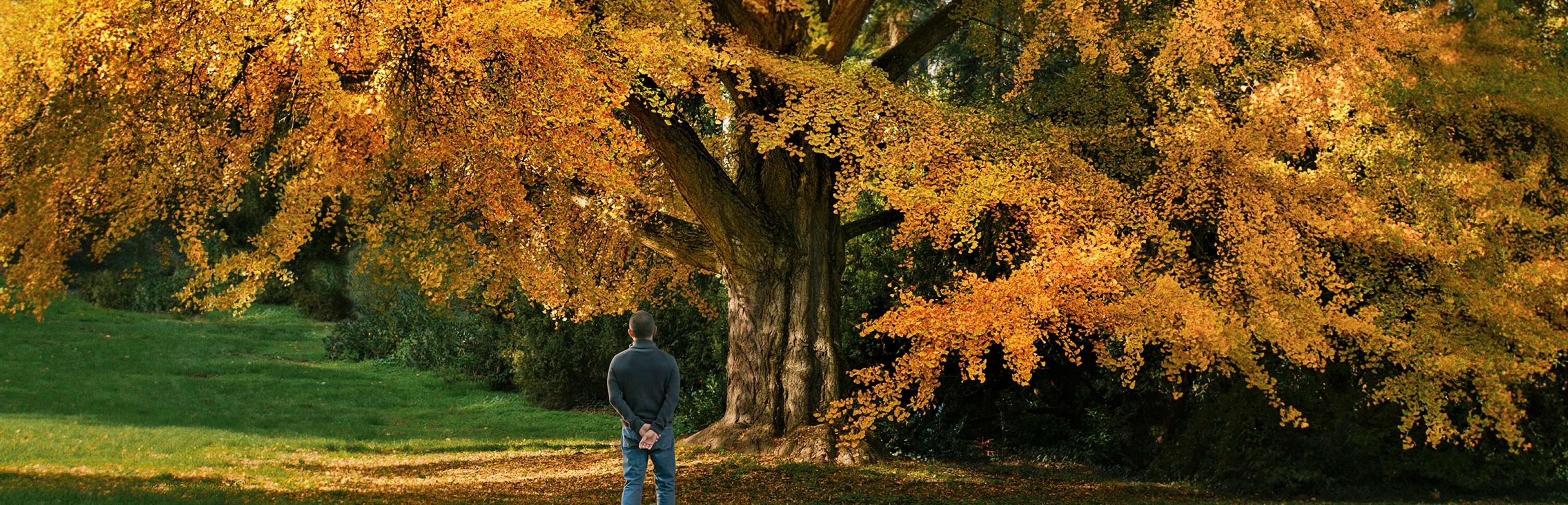 Foto zeigt den weiblichen Ginkgo-Baum, der dem Film „Silent Friend“ seinen Namen gibt?