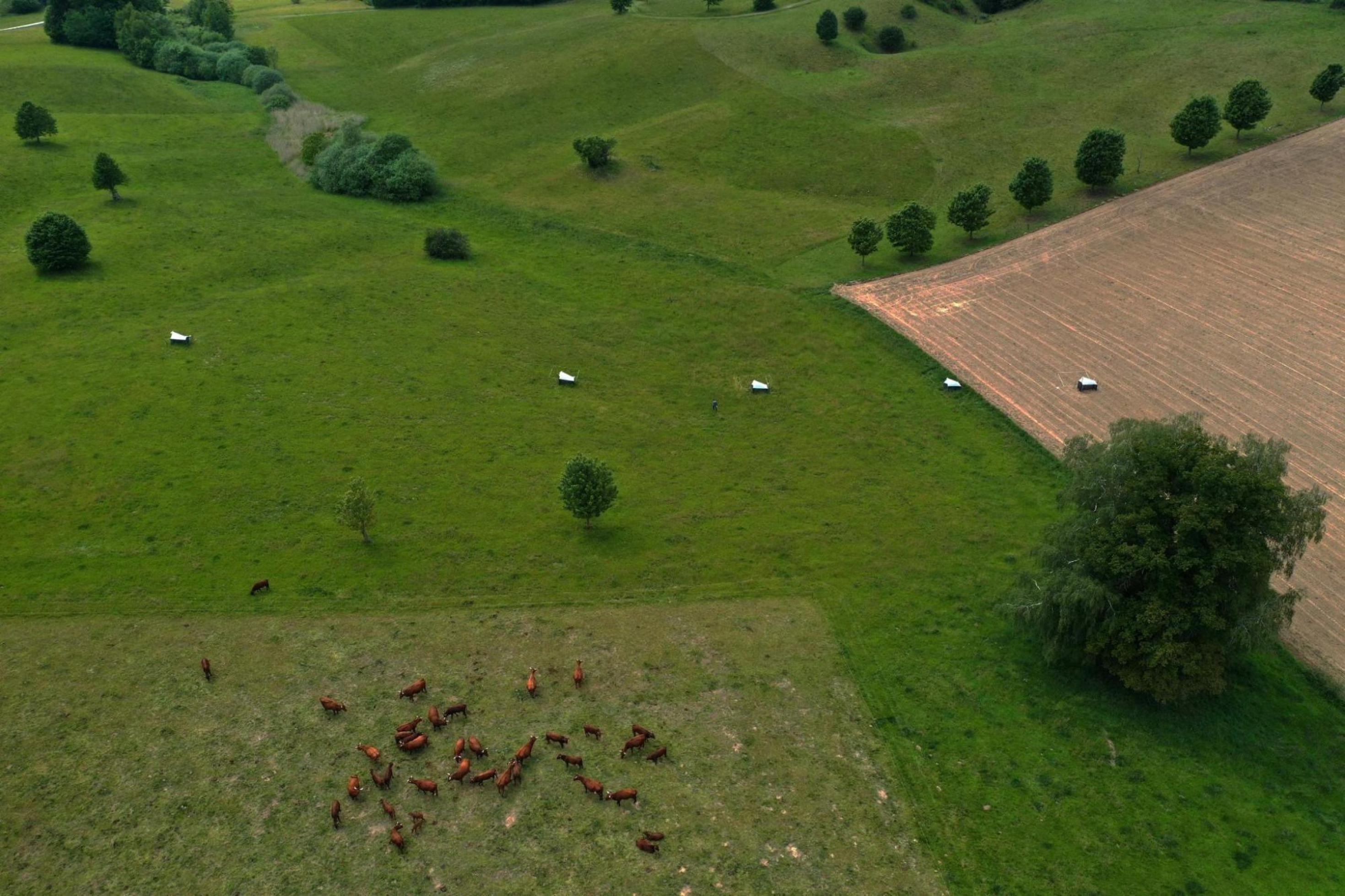Luftaufnahme von fünf kleinen weißen Dreiecken. Vier stehen auf Gras, eine auf einem Acker.