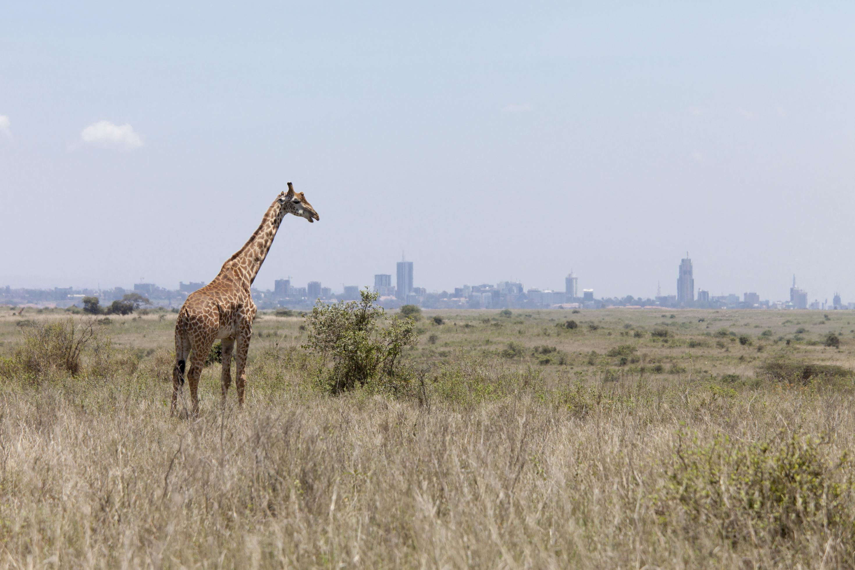 Grasende Giraffe vor der Skyline von Nairobi