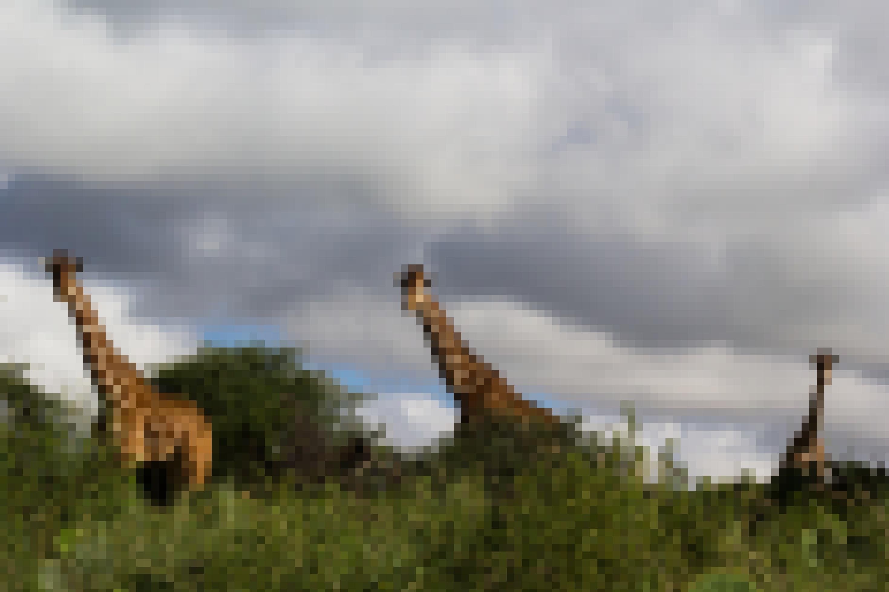 Im Schutzgebiet Loisaba gucken drei Giraffen über die Büsche.