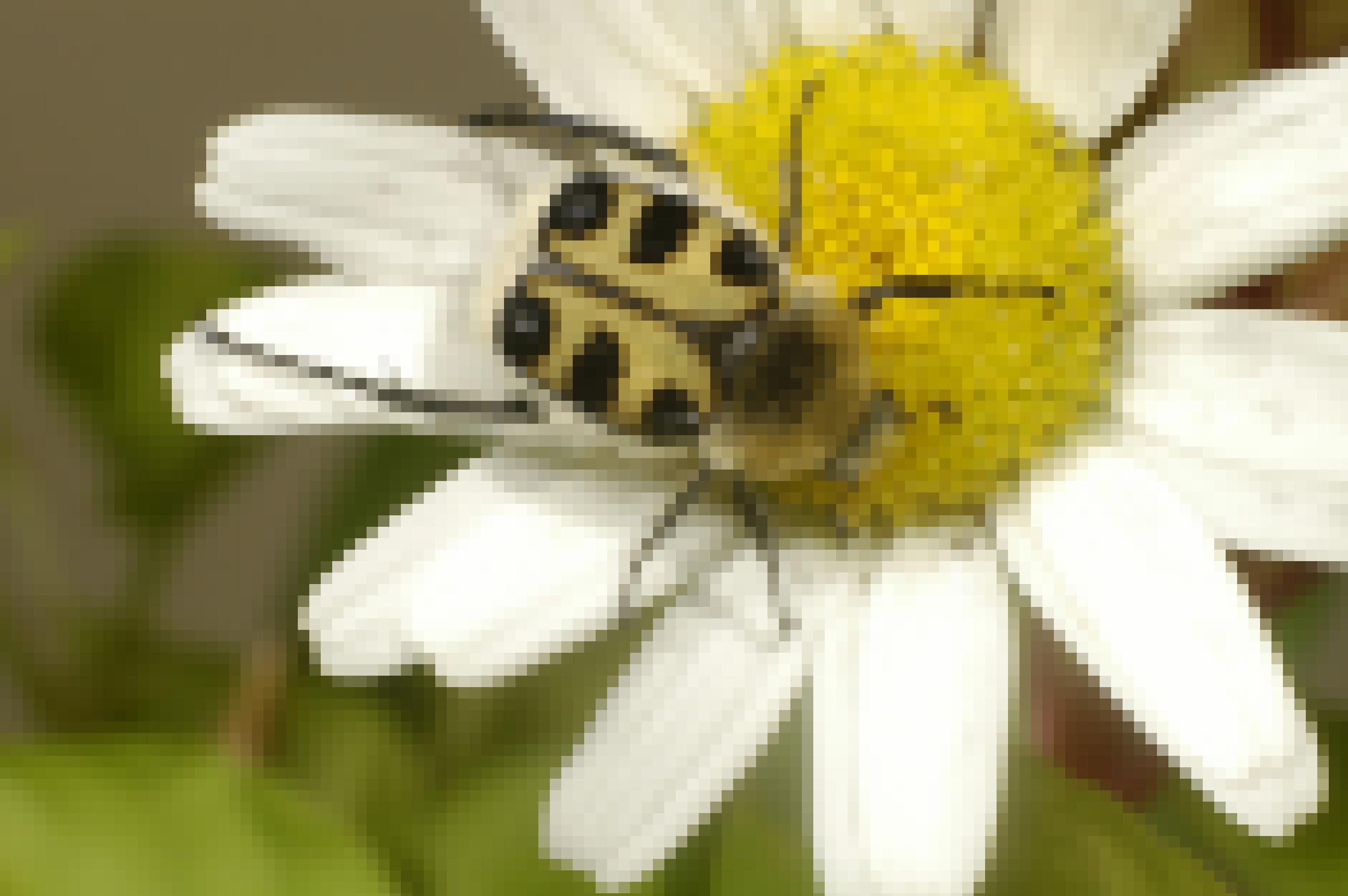 Ein Käfer mit gelb bepelztem Rücken und gelb schwarz gestreiften Flügeldecken auf einem Gänseblümchen