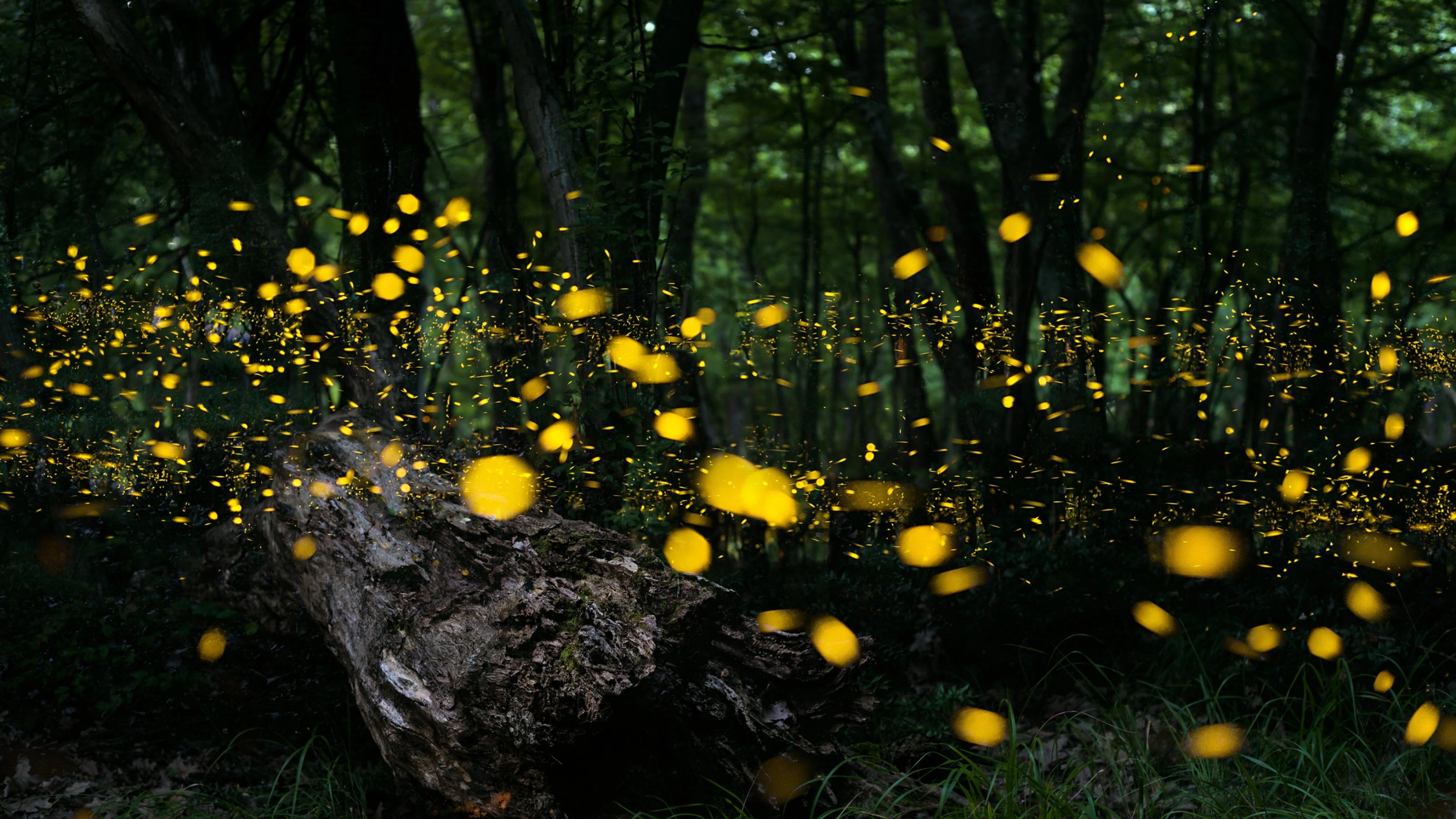 Das Bild zeigt einen dichten, dunklen Wald bei Nacht. Zwischen den Baumstämmen schwirren Hunderte leuchtende Glühwürmchen umher. Im Vordergrund liegt ein dicker, moosbedeckter Baumstamm auf dem Waldboden.